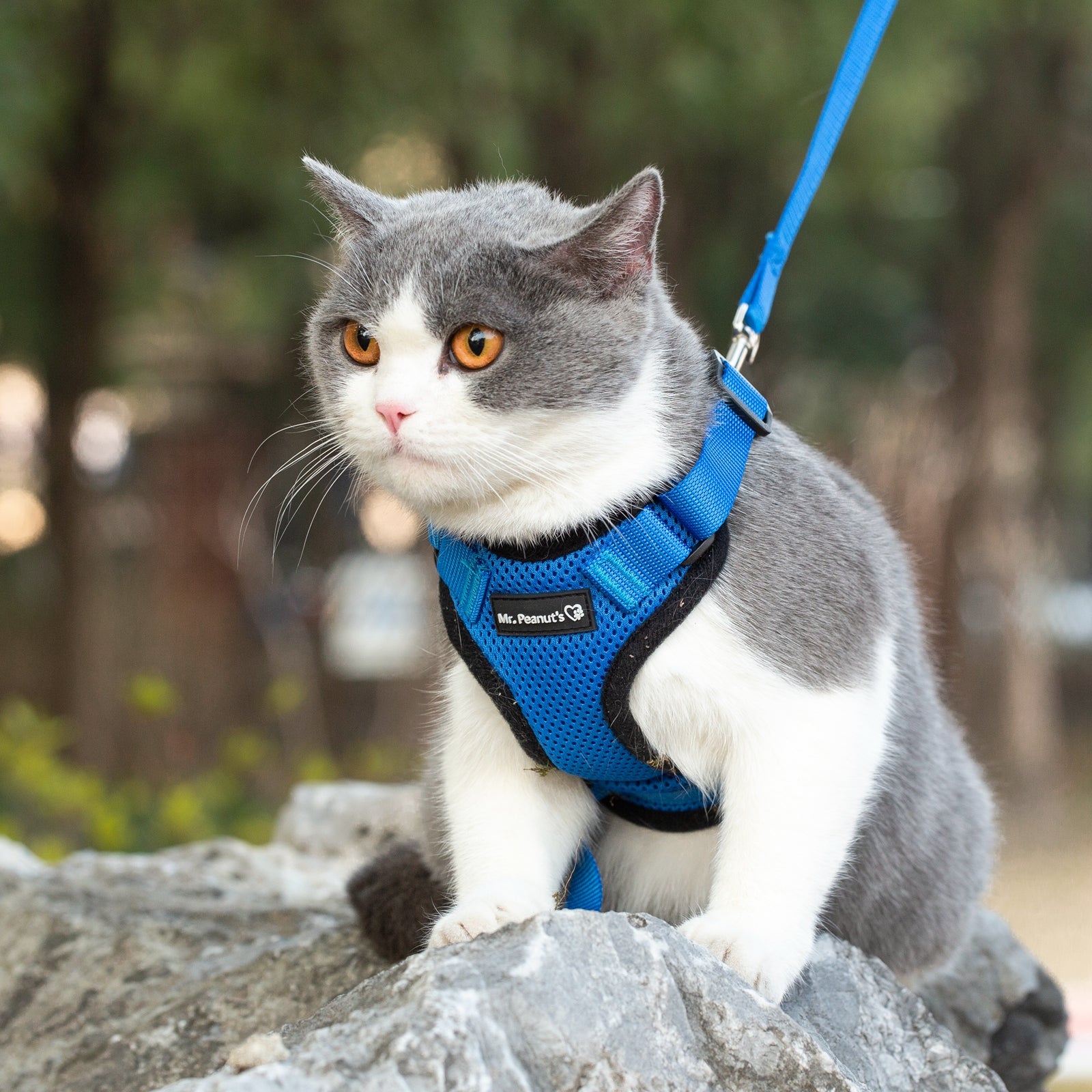 Mr. Peanuts PurrTrek Reflective Cat Harness with Matching Leash