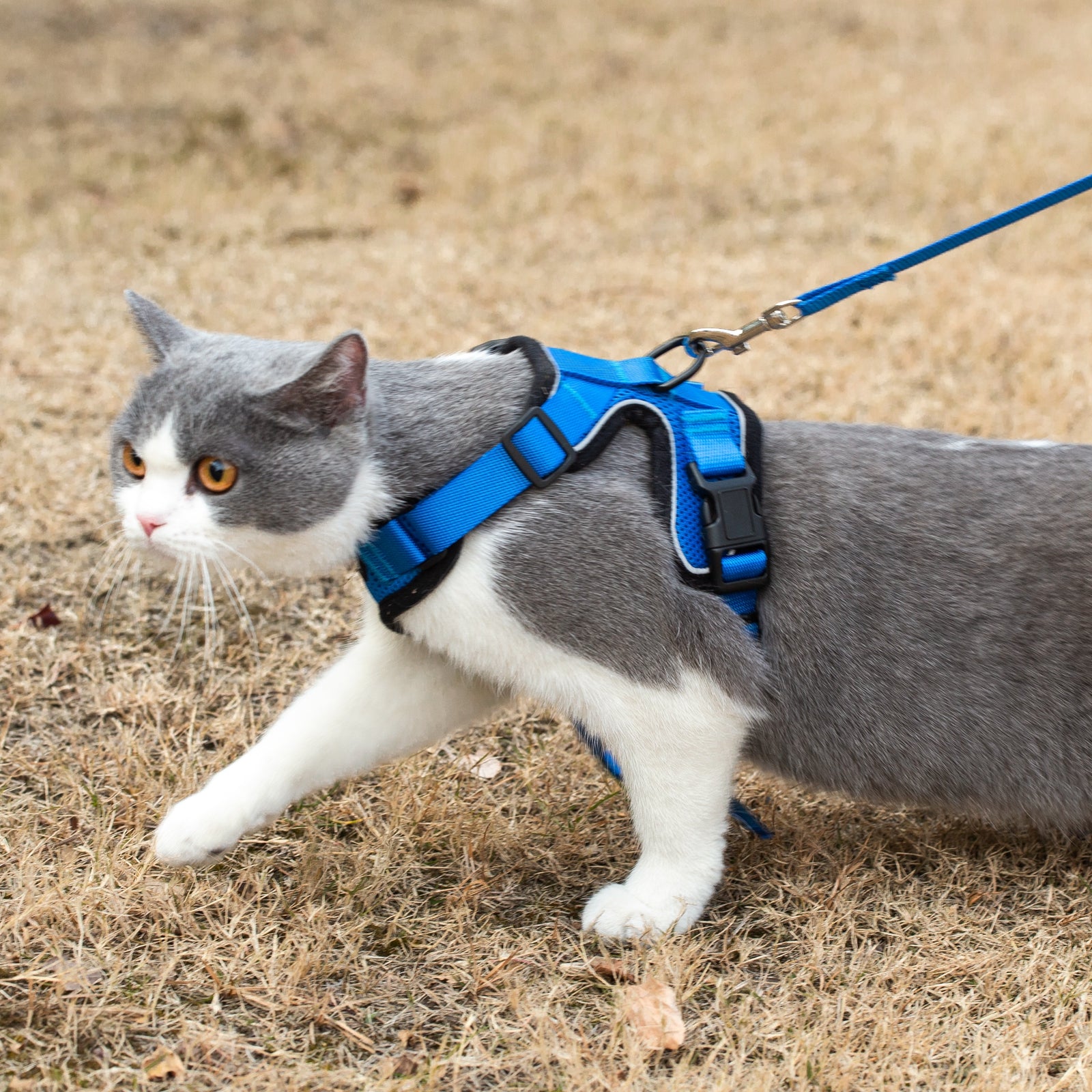 Mr. Peanuts PurrTrek Reflective Cat Harness with Matching Leash