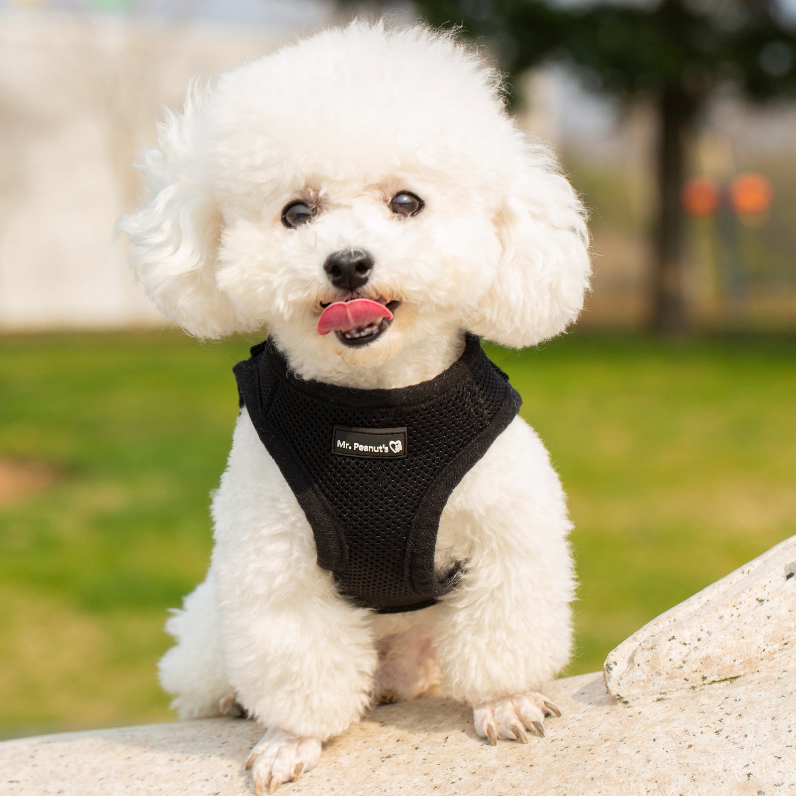 Mr. Peanuts PupTrek Harness and Leash Set, Small Dog/Cat Soft Mesh Step In Harness Vest