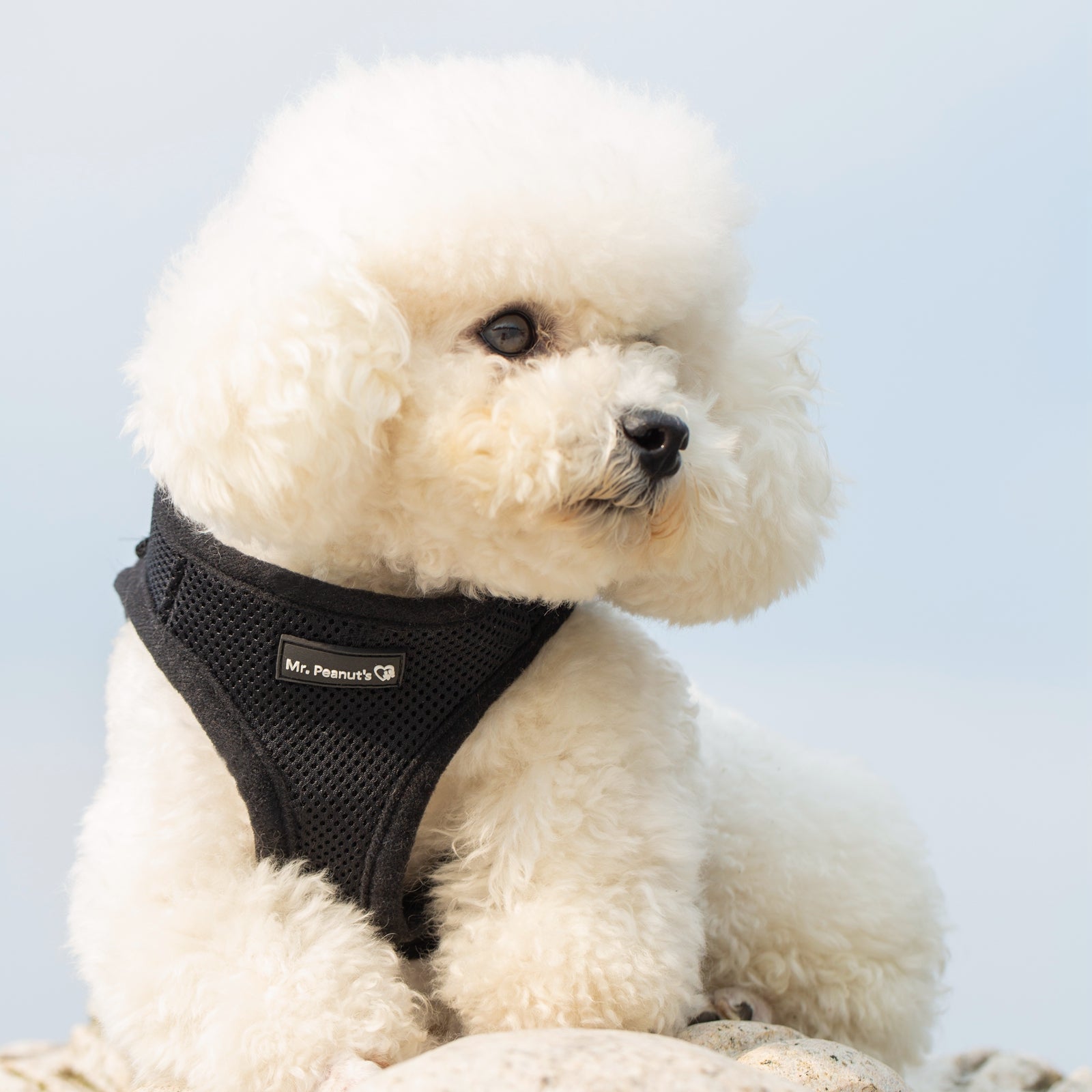 Mr. Peanuts PupTrek Harness and Leash Set, Small Dog/Cat Soft Mesh Step In Harness Vest