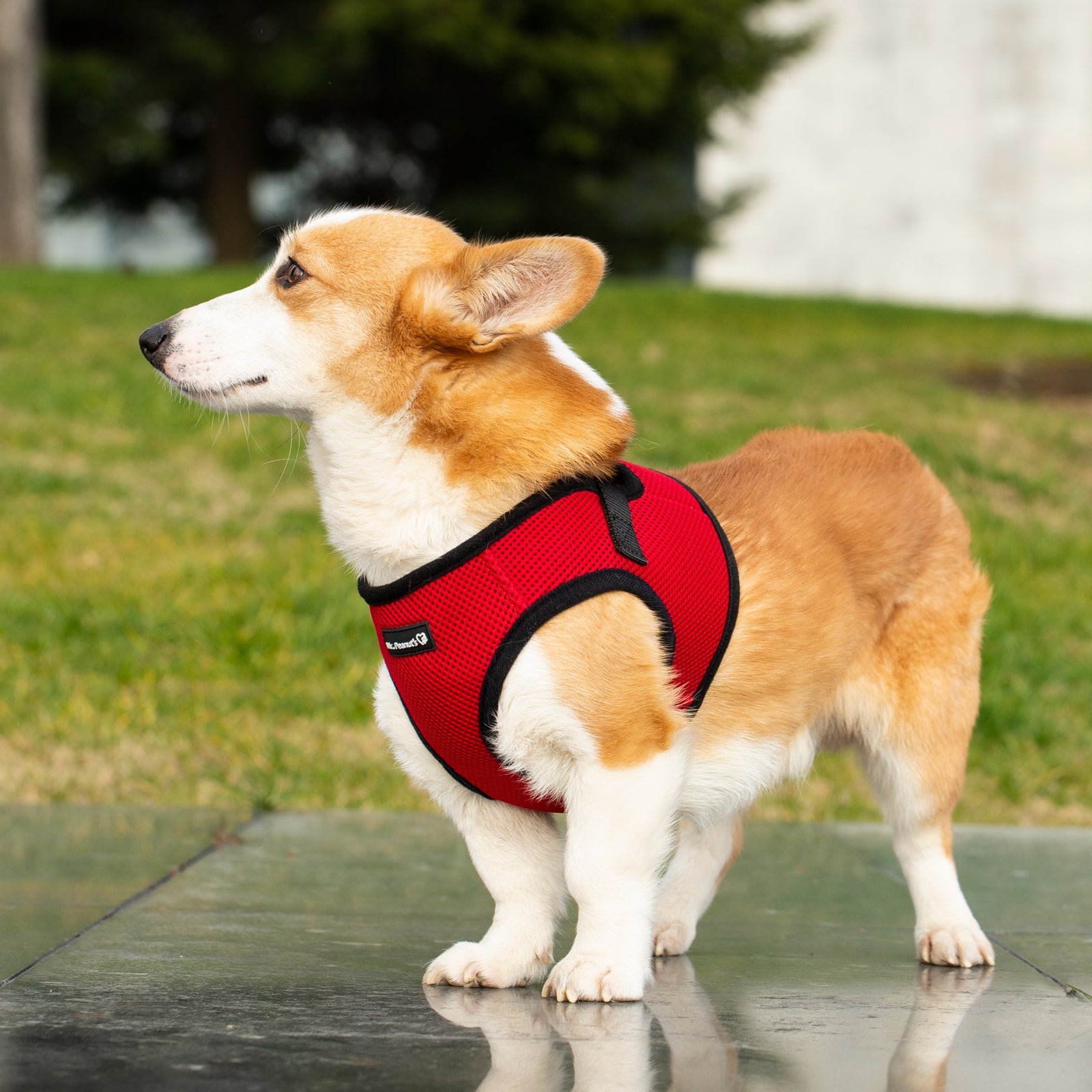 Mr. Peanuts PupTrek Harness and Leash Set, Small Dog/Cat Soft Mesh Step In Harness Vest