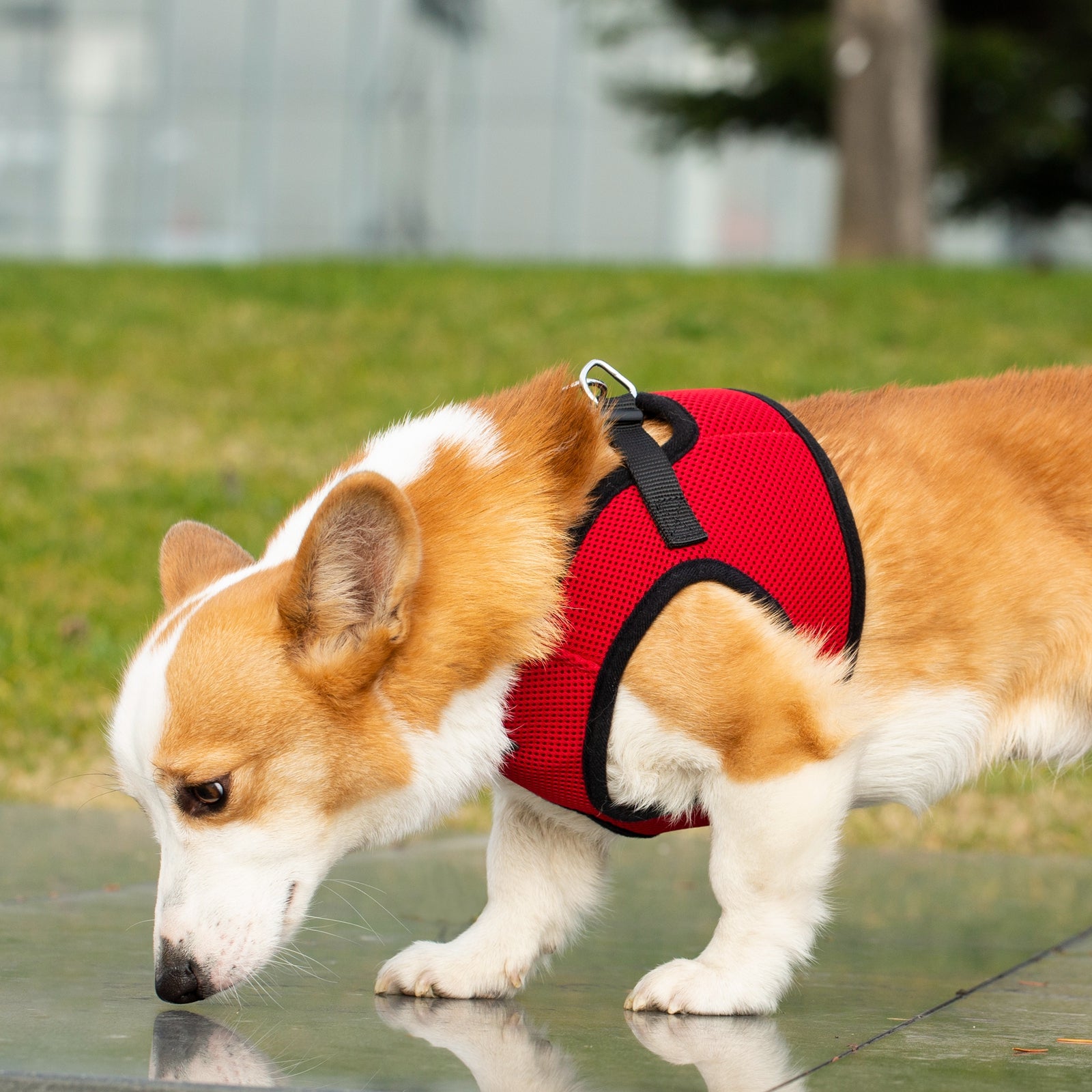 Mr. Peanuts PupTrek Harness and Leash Set, Small Dog/Cat Soft Mesh Step In Harness Vest
