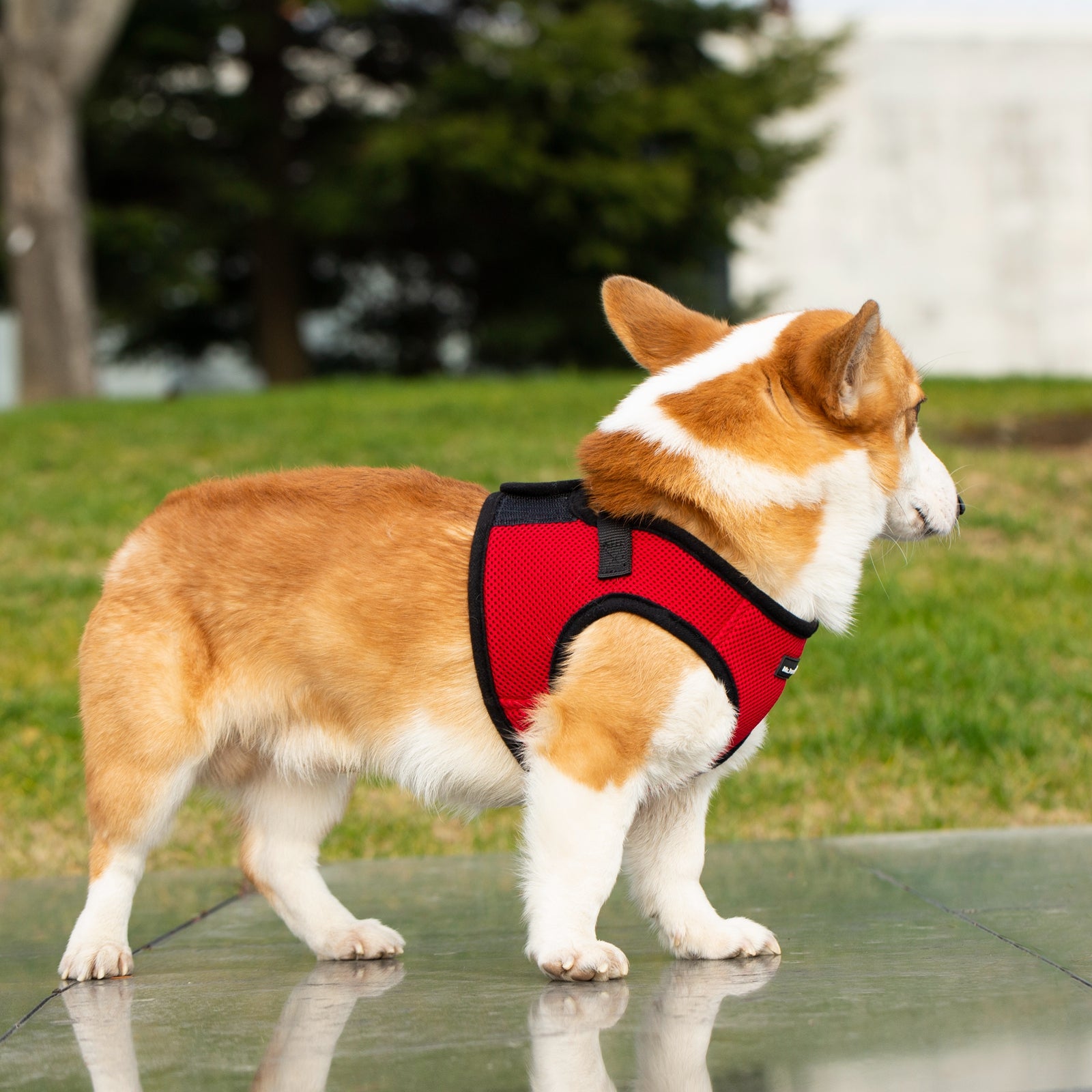 Mr. Peanuts PupTrek Harness and Leash Set, Small Dog/Cat Soft Mesh Step In Harness Vest