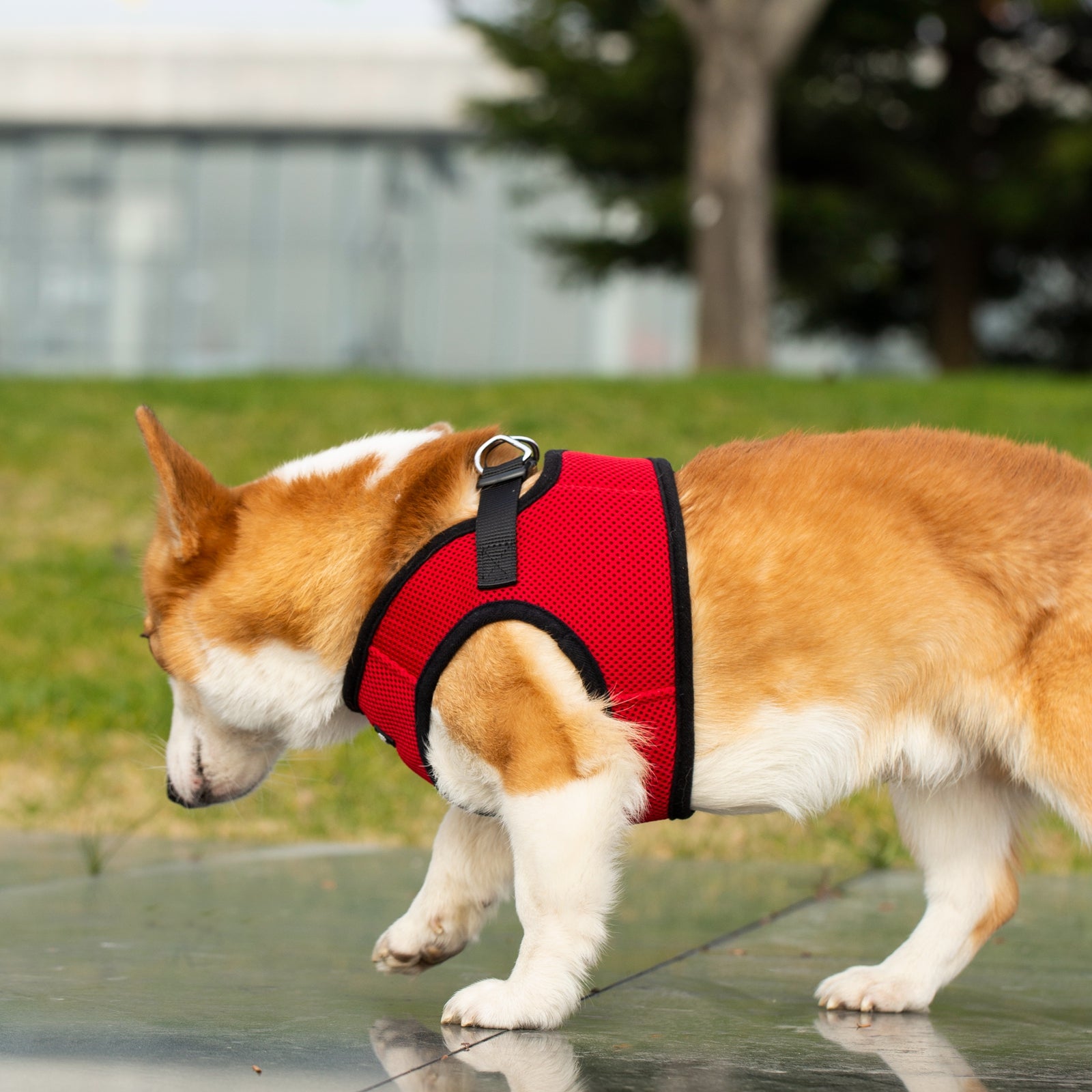 Mr. Peanuts PupTrek Harness and Leash Set, Small Dog/Cat Soft Mesh Step In Harness Vest