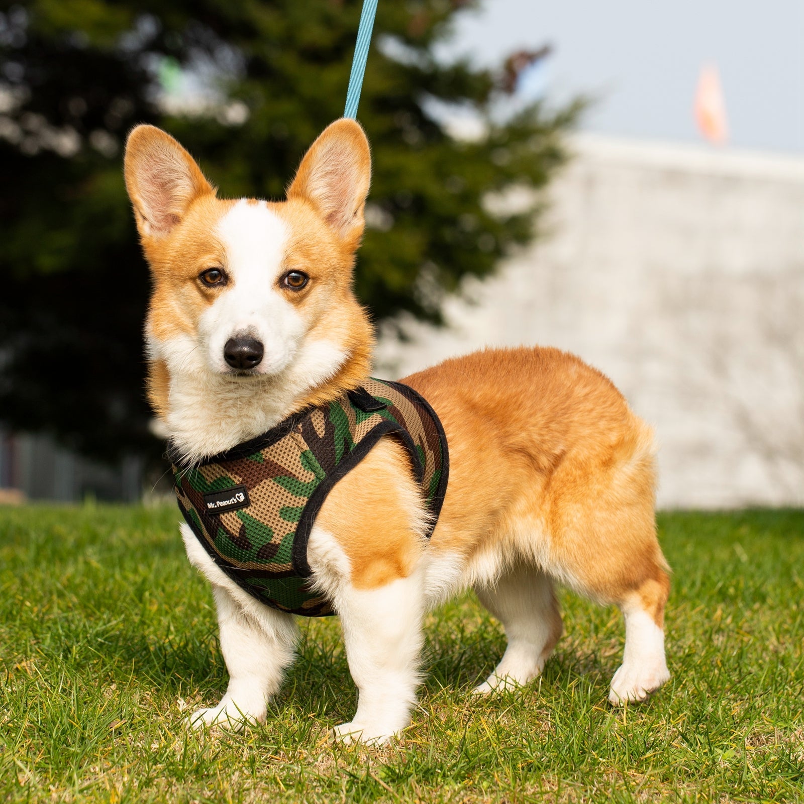 Mr. Peanuts PupTrek Harness and Leash Set, Small Dog/Cat Soft Mesh Step In Harness Vest
