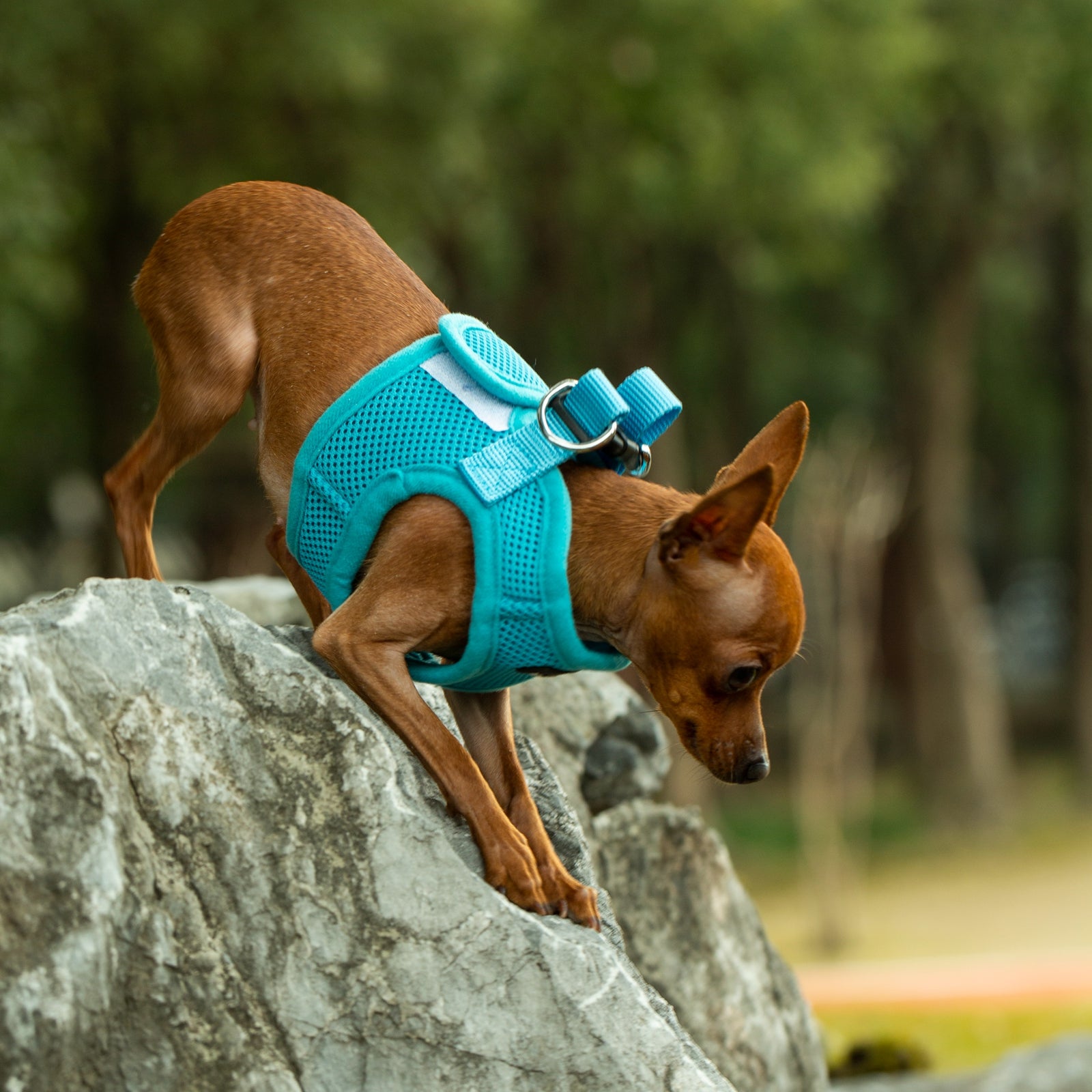 Mr. Peanuts PupTrek Harness and Leash Set, Small Dog/Cat Soft Mesh Step In Harness Vest