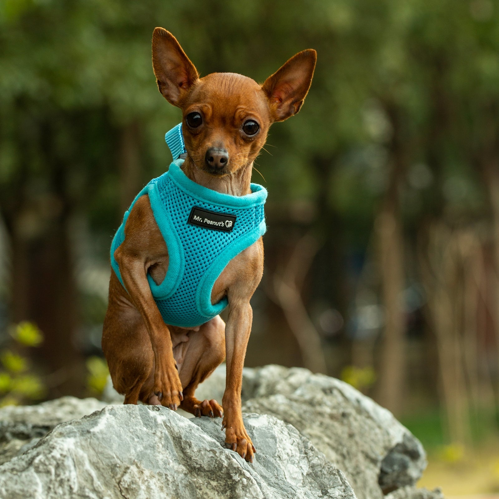 Mr. Peanuts PupTrek Harness and Leash Set, Small Dog/Cat Soft Mesh Step In Harness Vest