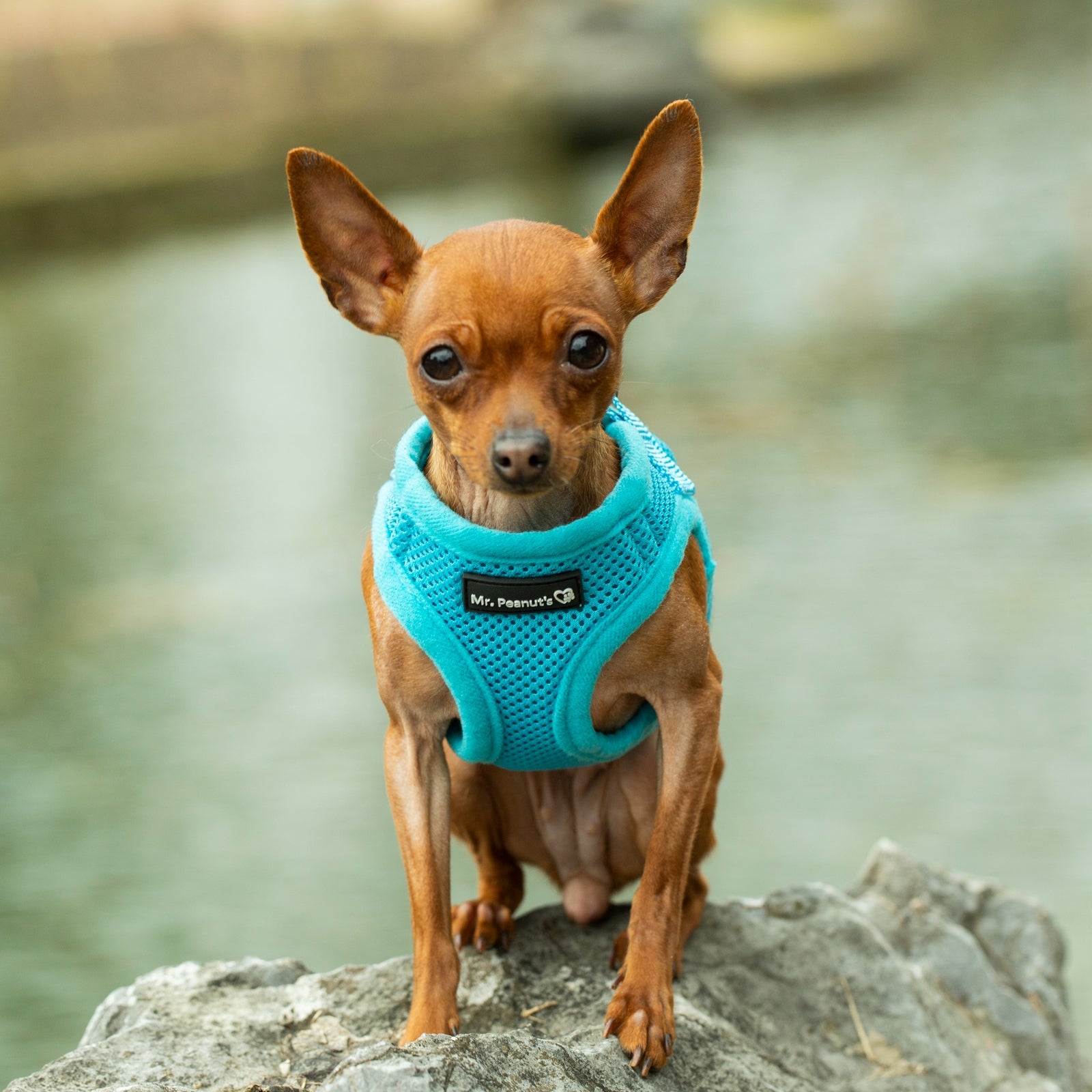 Mr. Peanuts PupTrek Harness and Leash Set, Small Dog/Cat Soft Mesh Step In Harness Vest