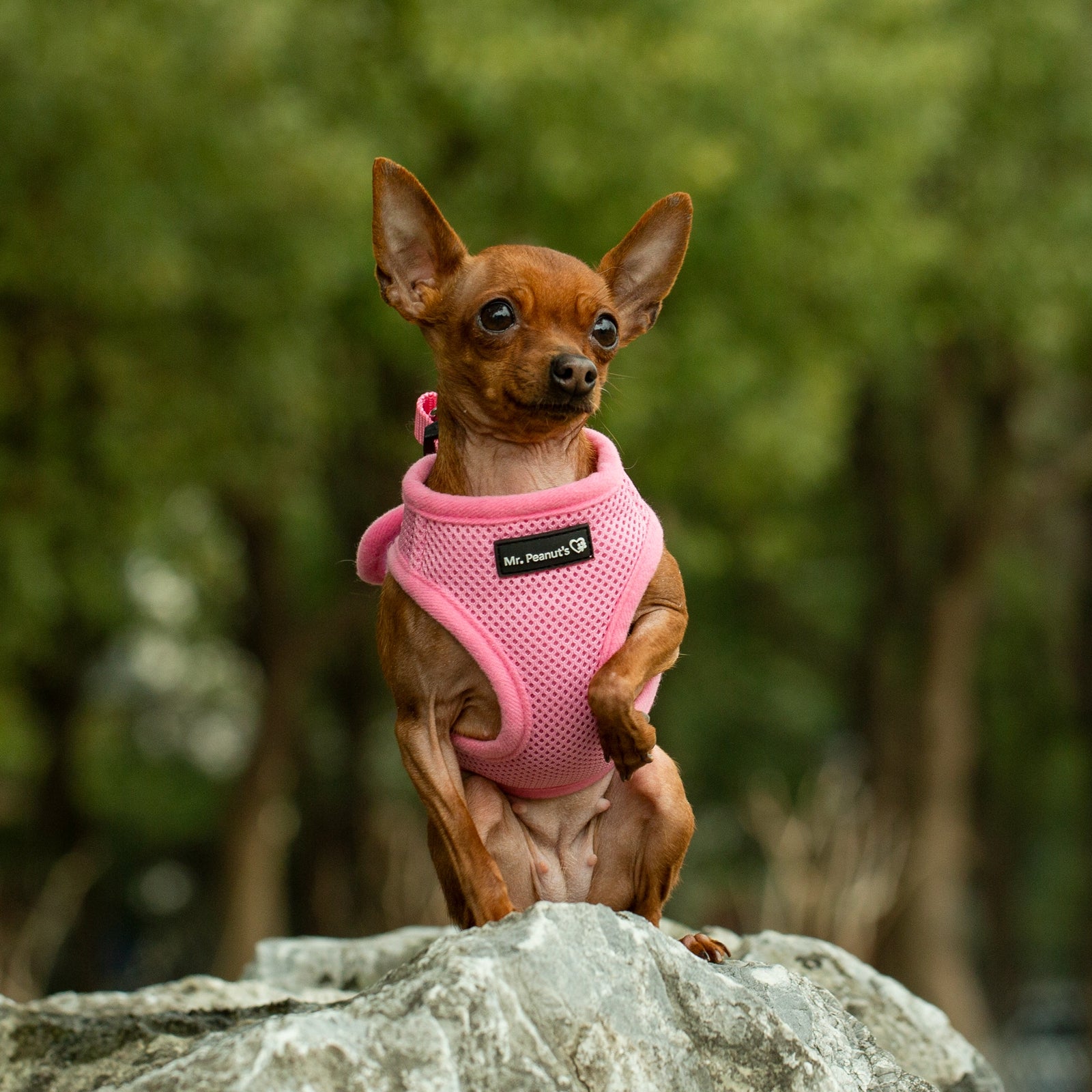 Mr. Peanuts PupTrek Harness and Leash Set, Small Dog/Cat Soft Mesh Step In Harness Vest