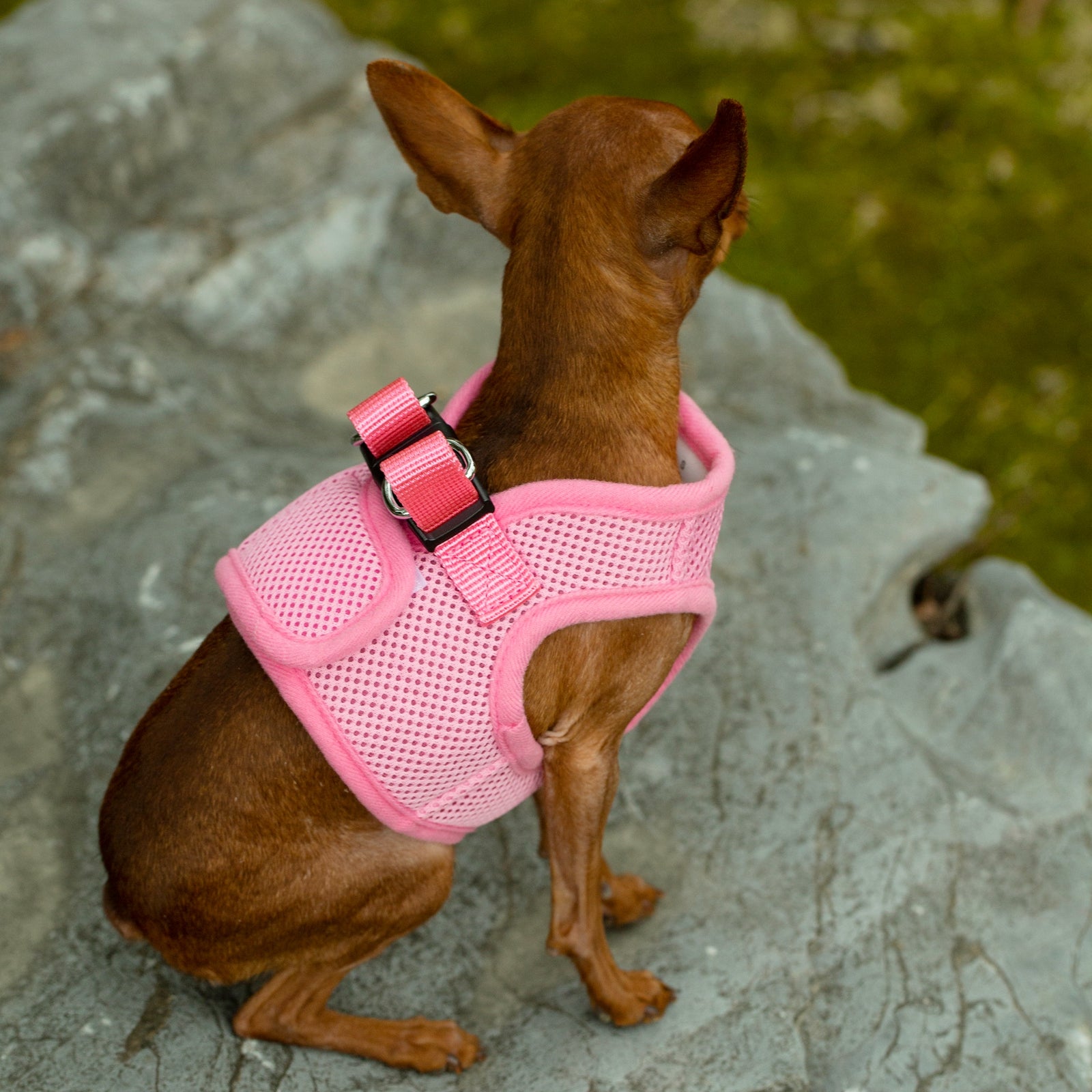 Mr. Peanuts PupTrek Harness and Leash Set, Small Dog/Cat Soft Mesh Step In Harness Vest