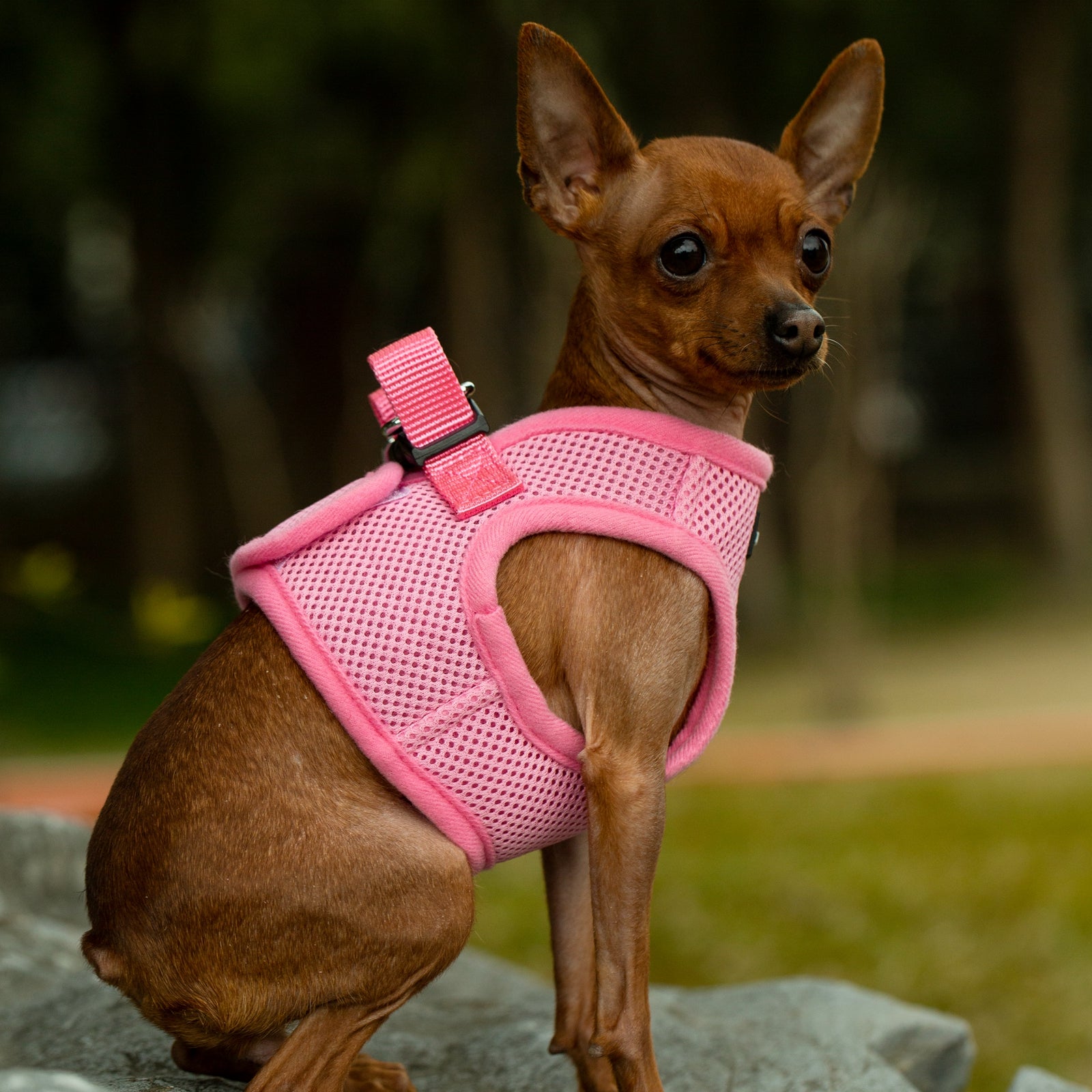 Mr. Peanuts PupTrek Harness and Leash Set, Small Dog/Cat Soft Mesh Step In Harness Vest