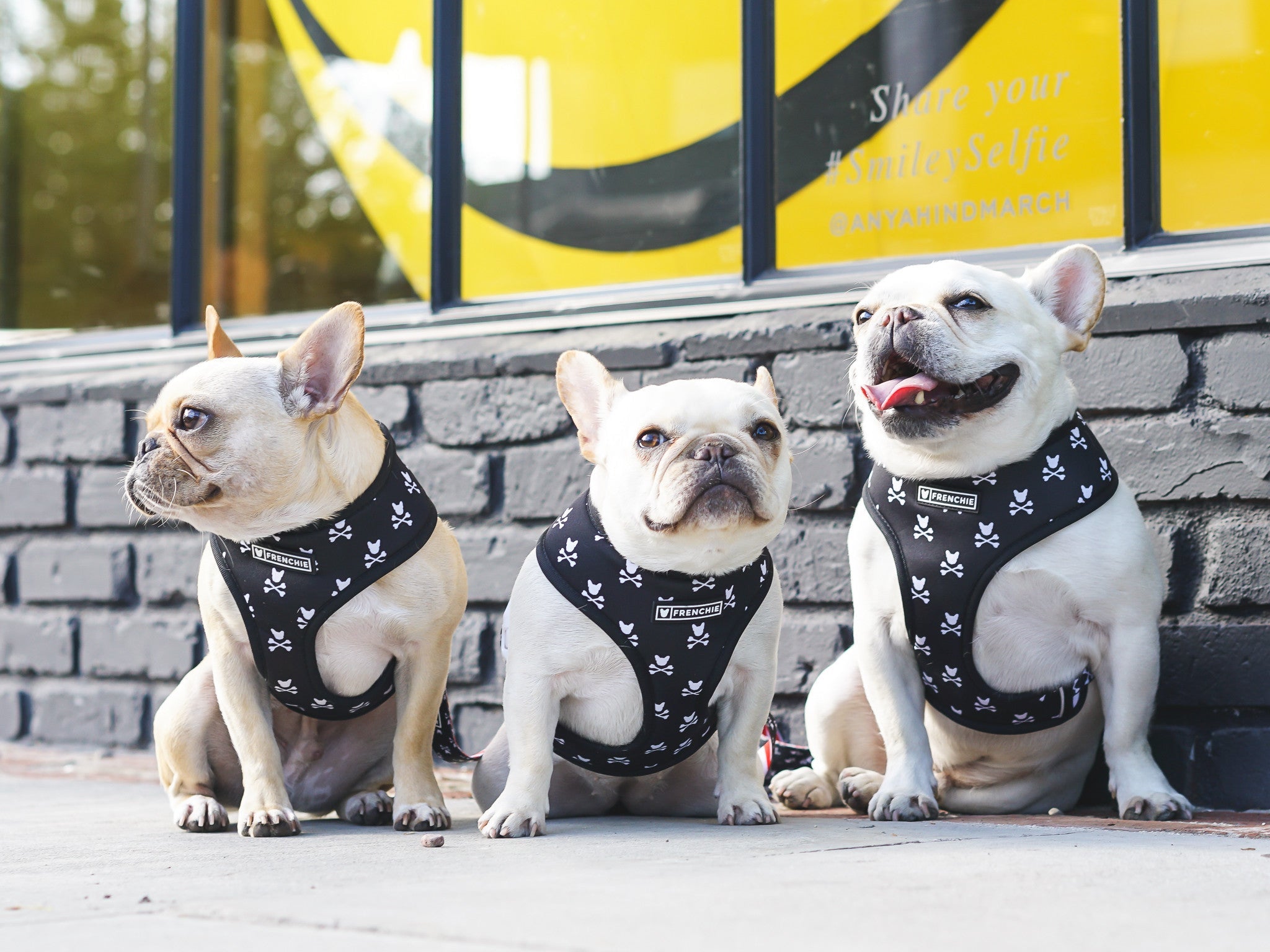 Frenchie Duo Reversible Harness - Bad To The Bone
