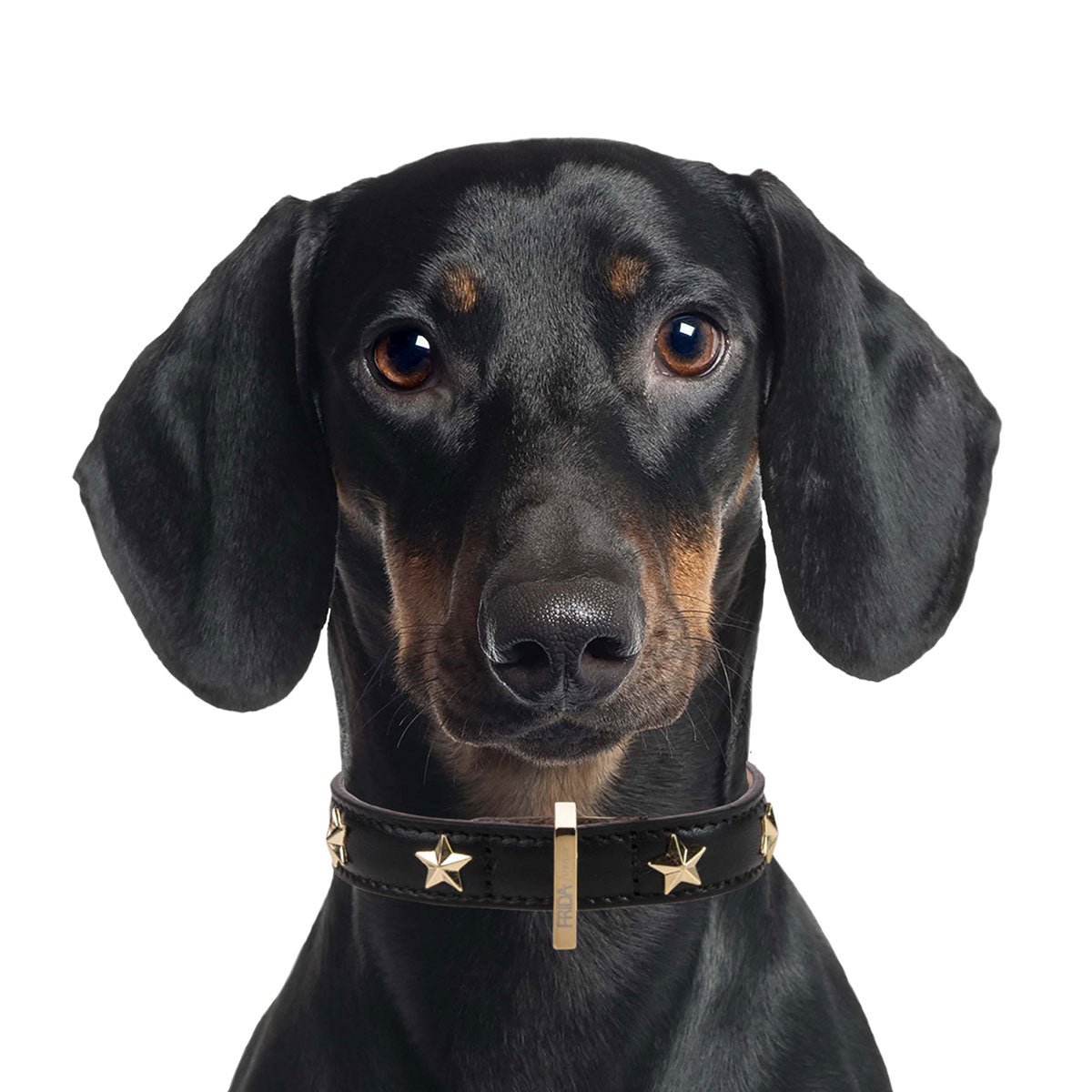 Leather Dog Collar in Black - Stud Star, Made in Italy