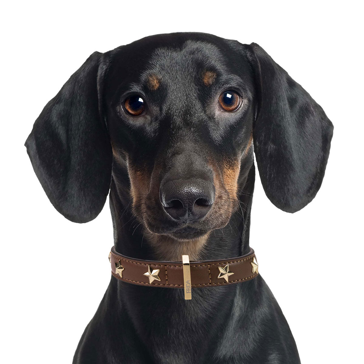 Leather Dog Collar in Brown - Stud Star, Made in Italy