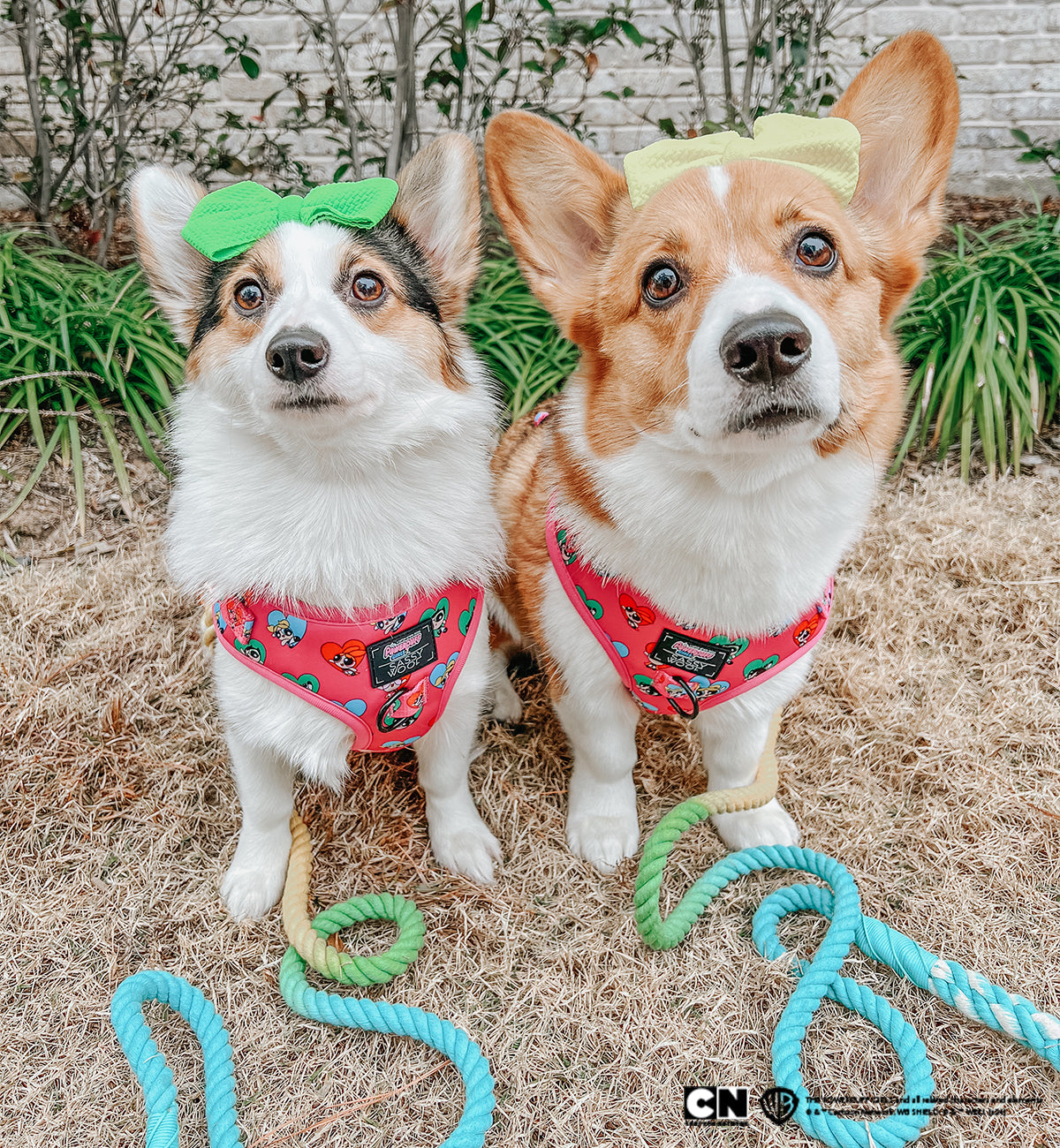 Dog Adjustable Harness - The Powerpuff Girls™ (Love)