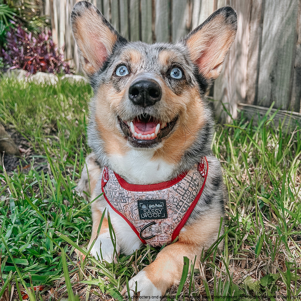 Dog Adjustable Harness - Harry Potter™ Marauders Map™