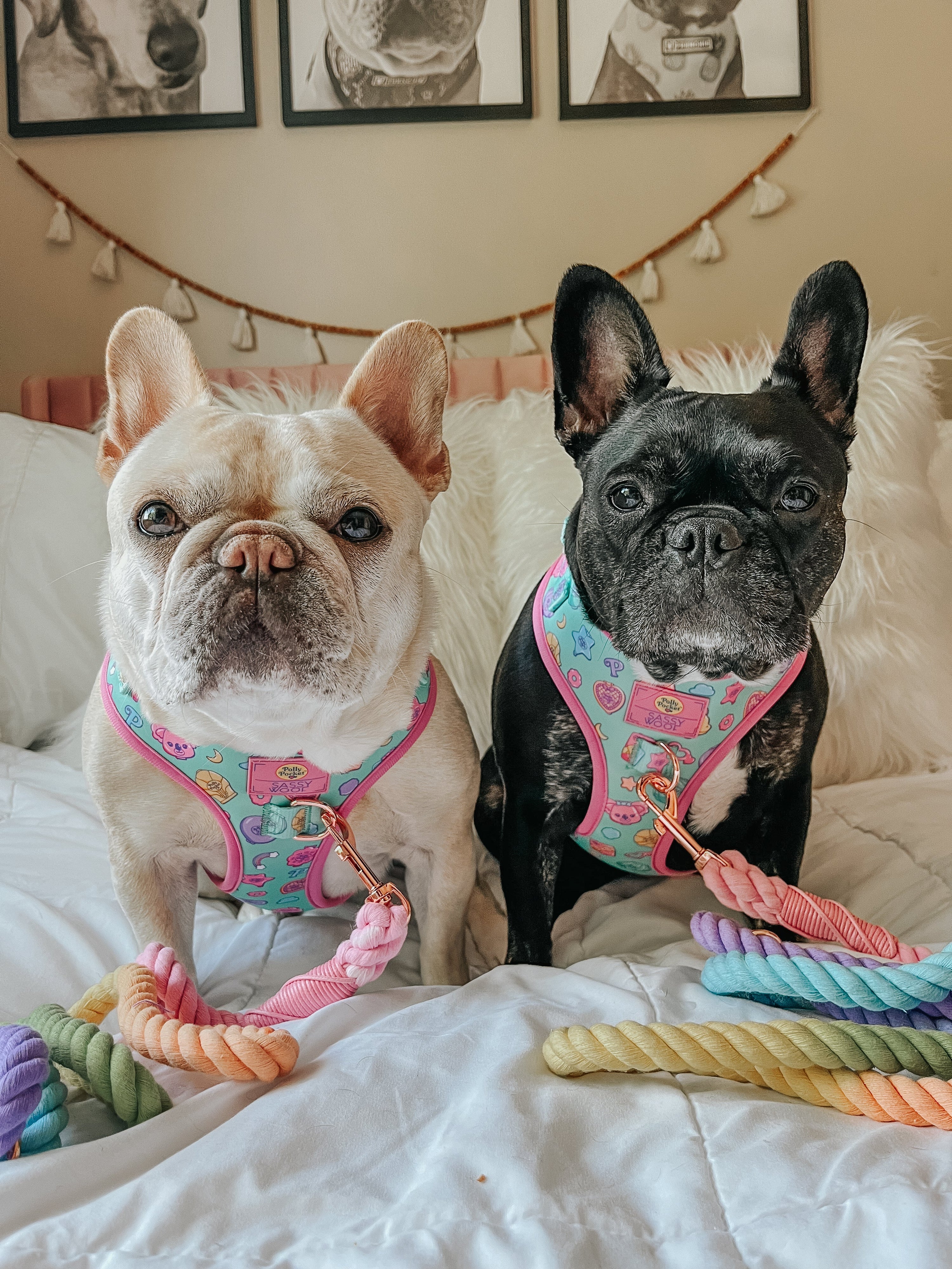 Dog Rope Leash - Polly Pocket™