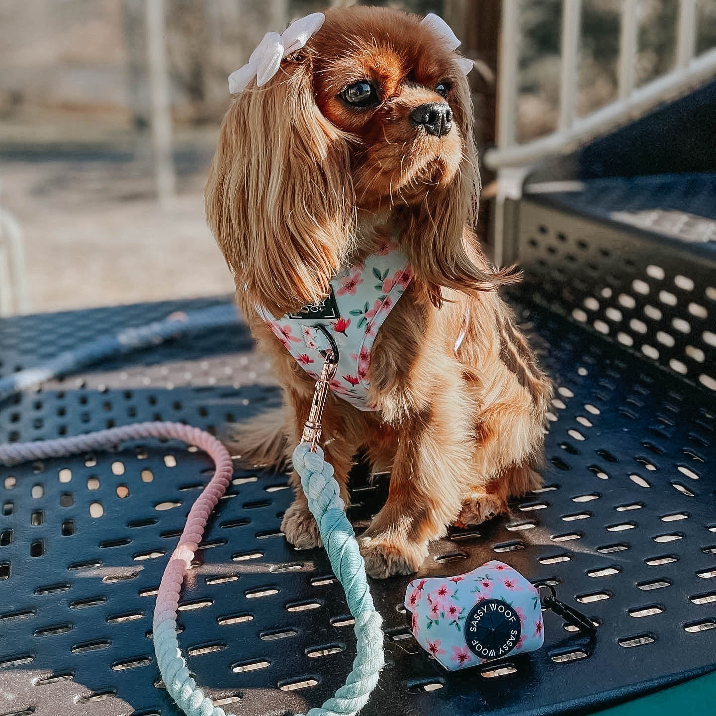 Dog Rope Leash - Sherbet