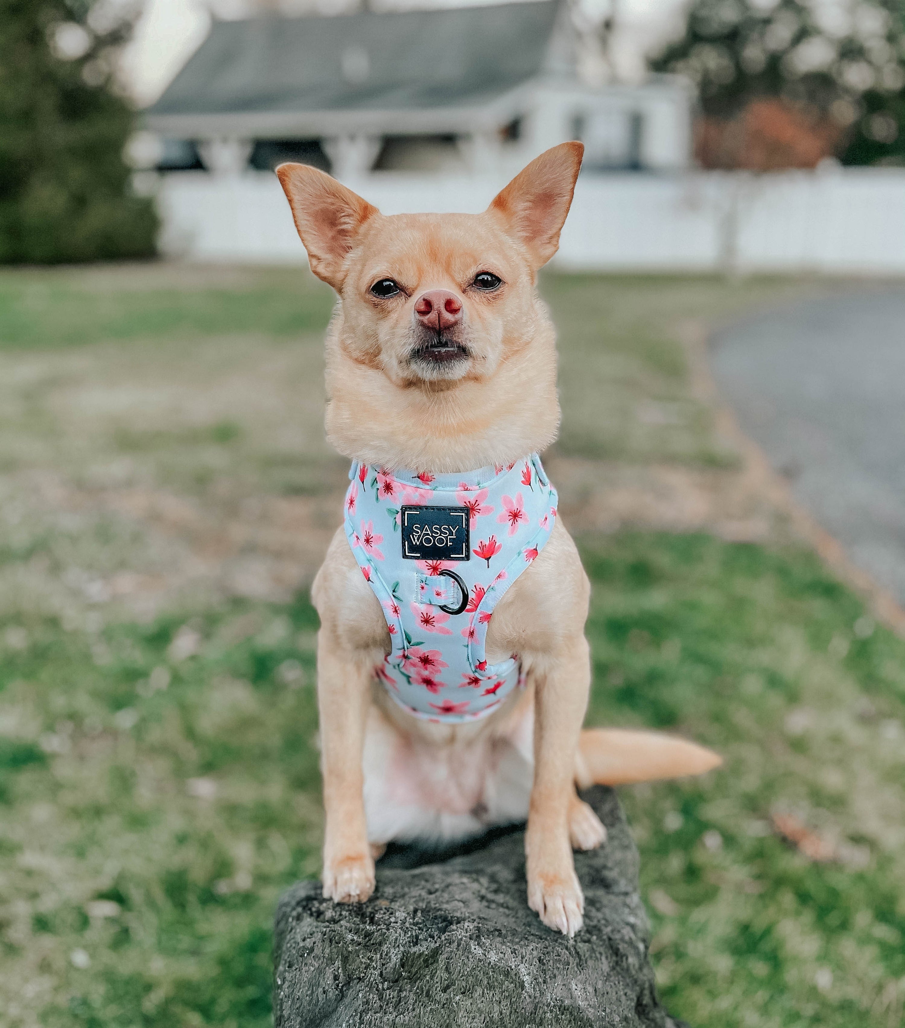 Dog Adjustable Harness - Sakura