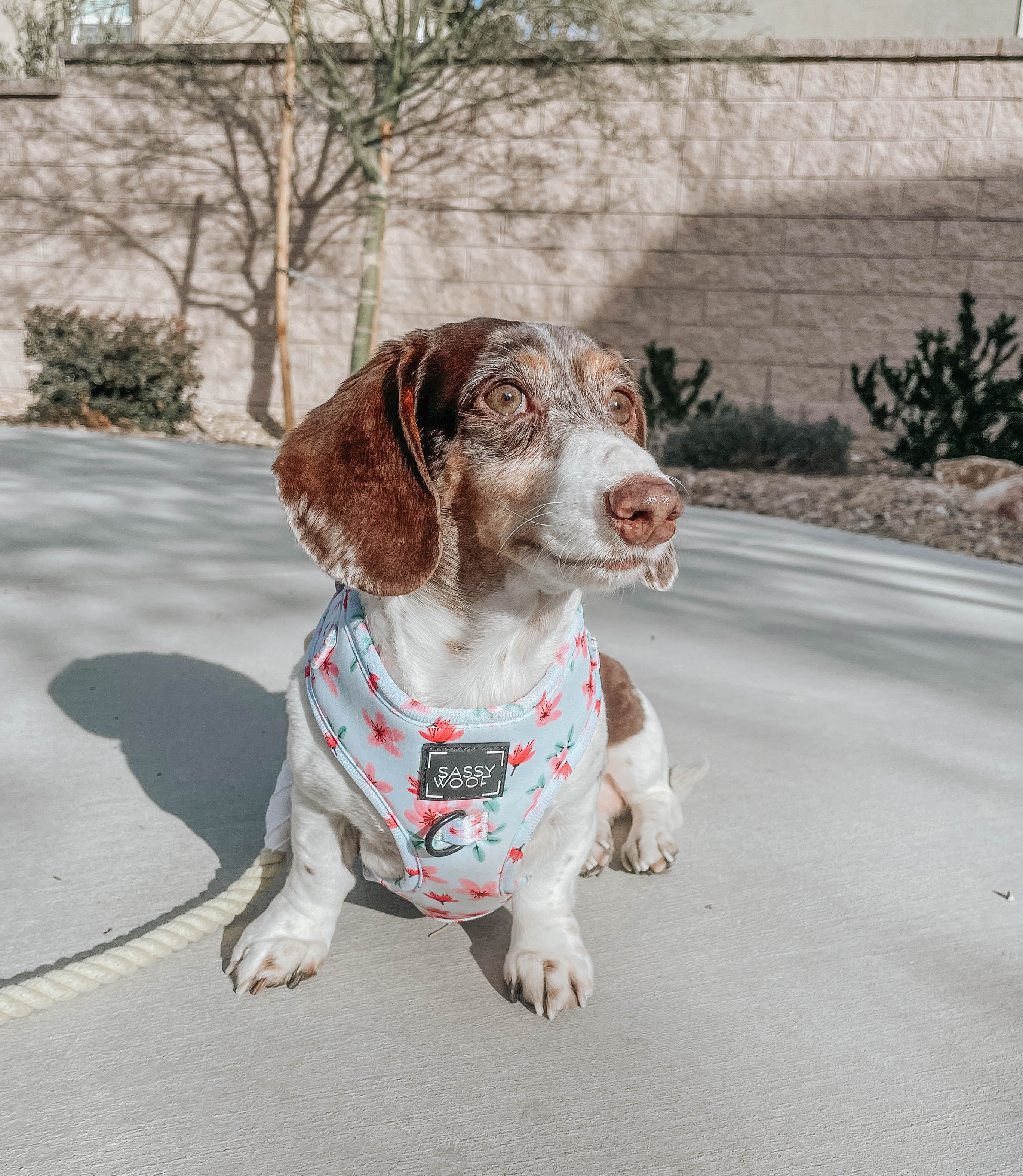 Dog Adjustable Harness - Sakura