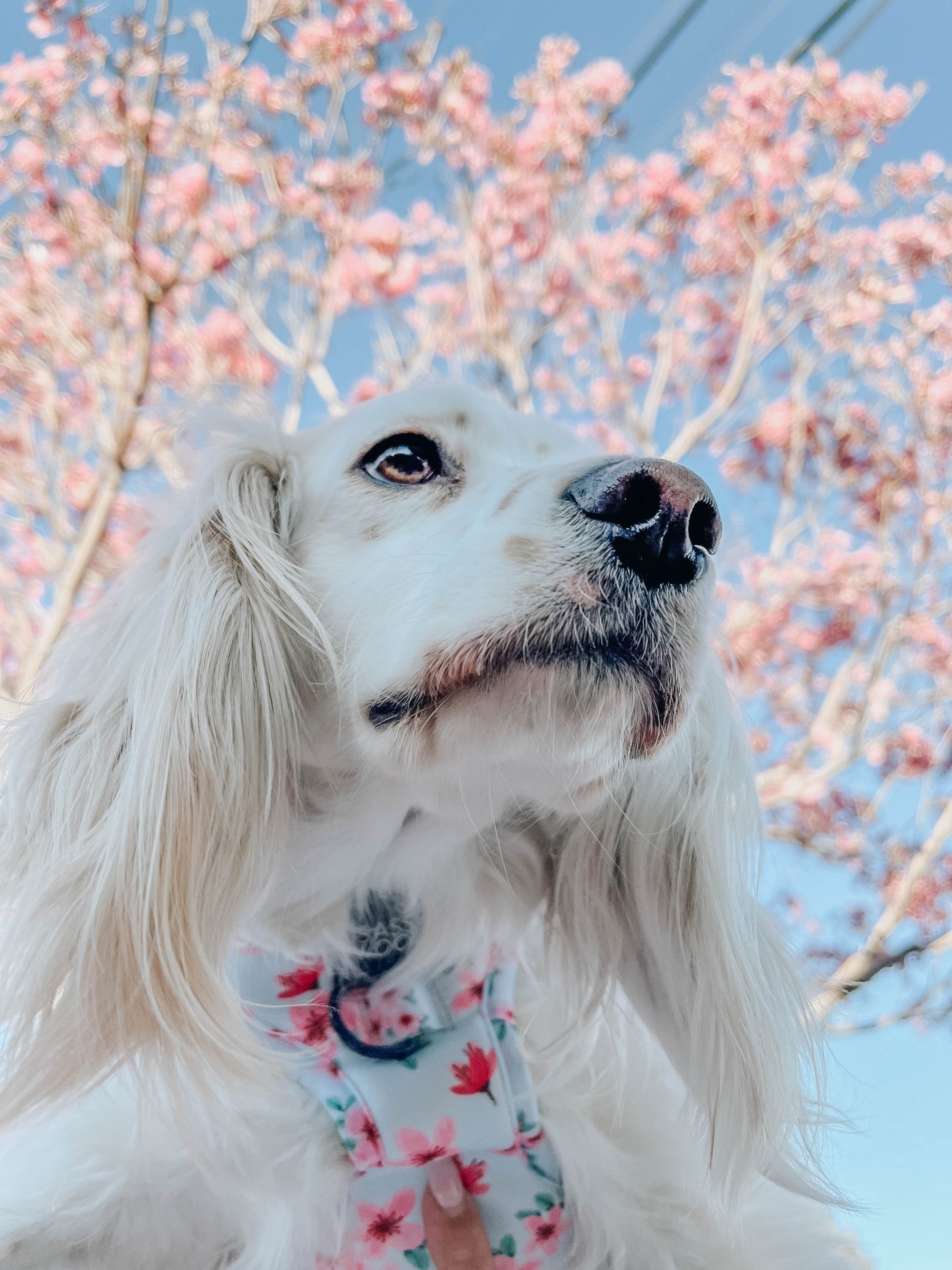 Dog Adjustable Harness - Sakura