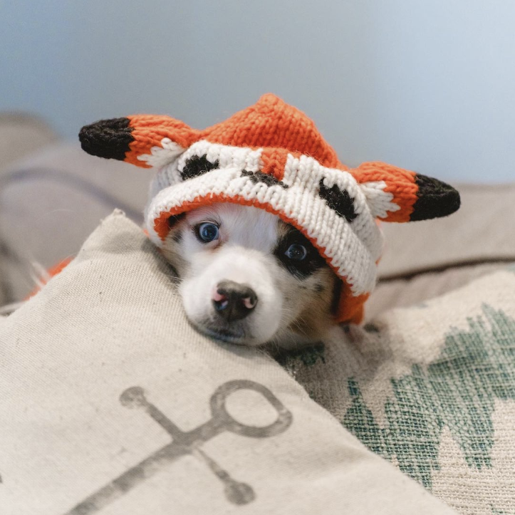 Chilly Dog Foxy Hoodie Dog Sweater