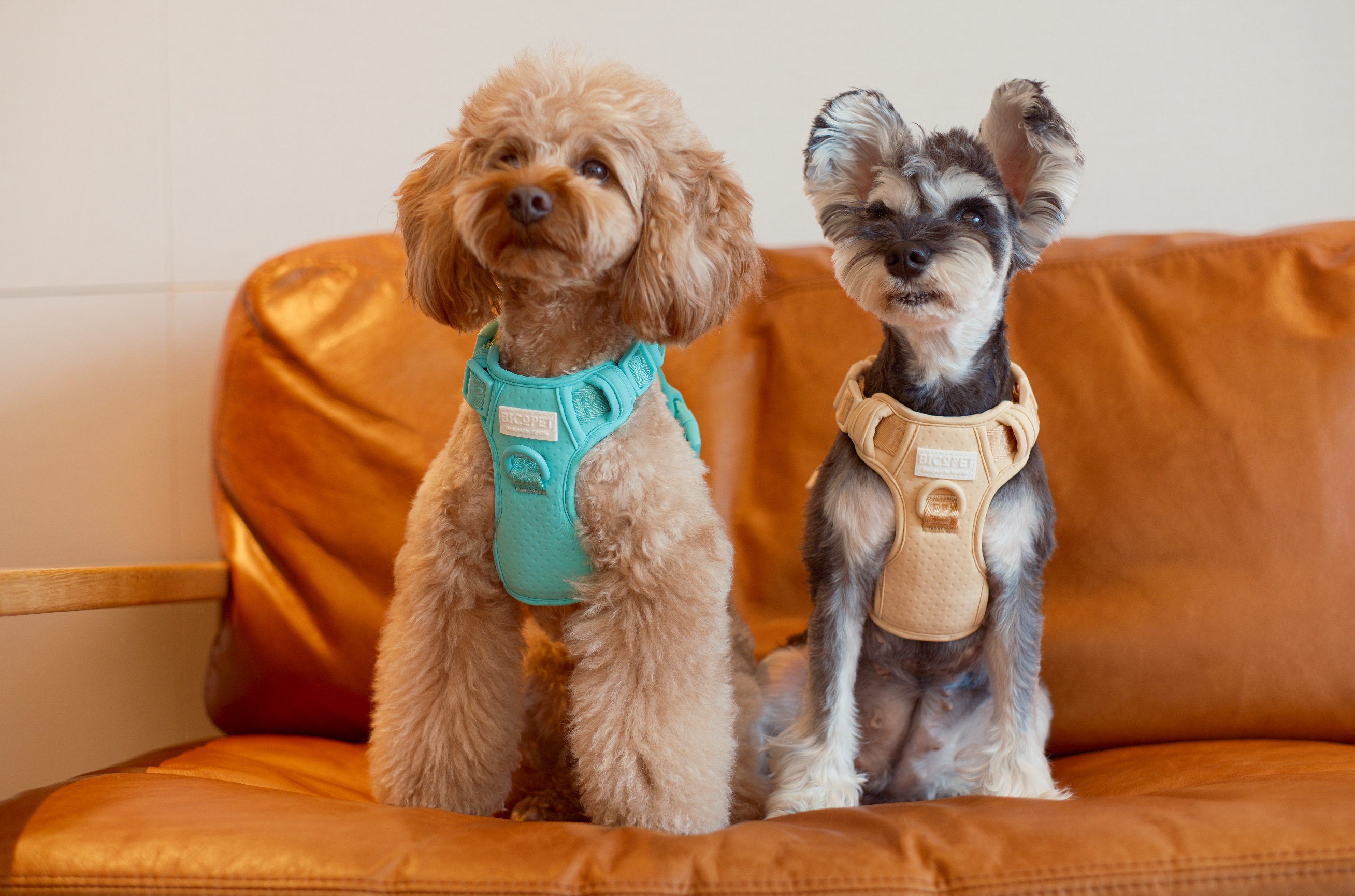 No Pull Active Pet Harness-Mint Green