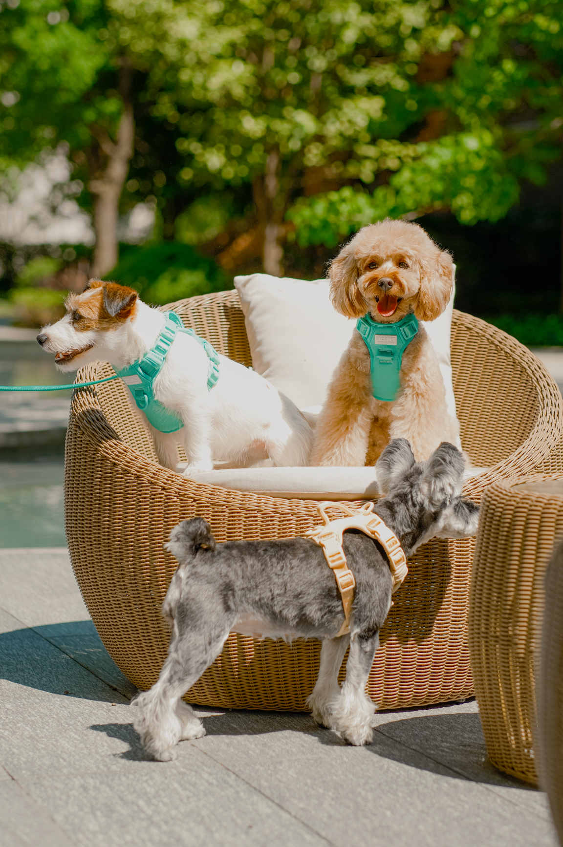 No Pull Active Pet Harness-Mint Green