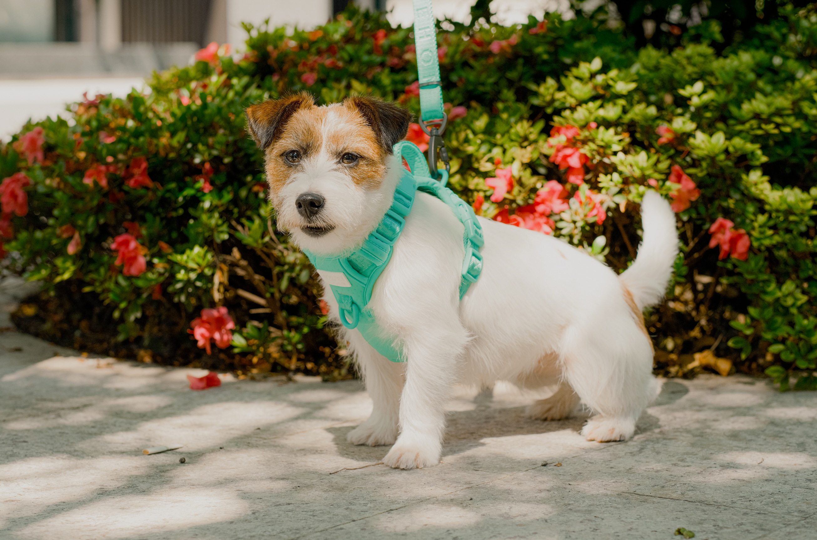 No Pull Active Pet Harness-Mint Green