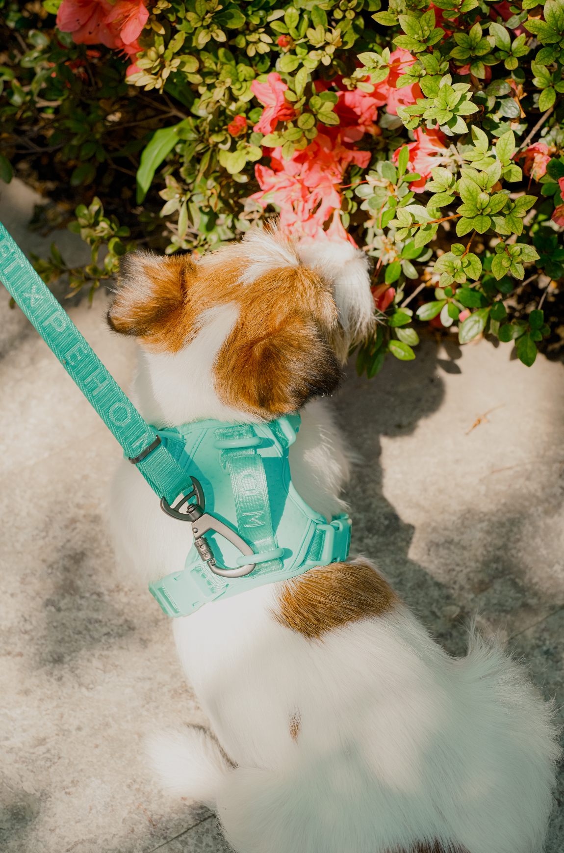 No Pull Active Pet Harness-Mint Green