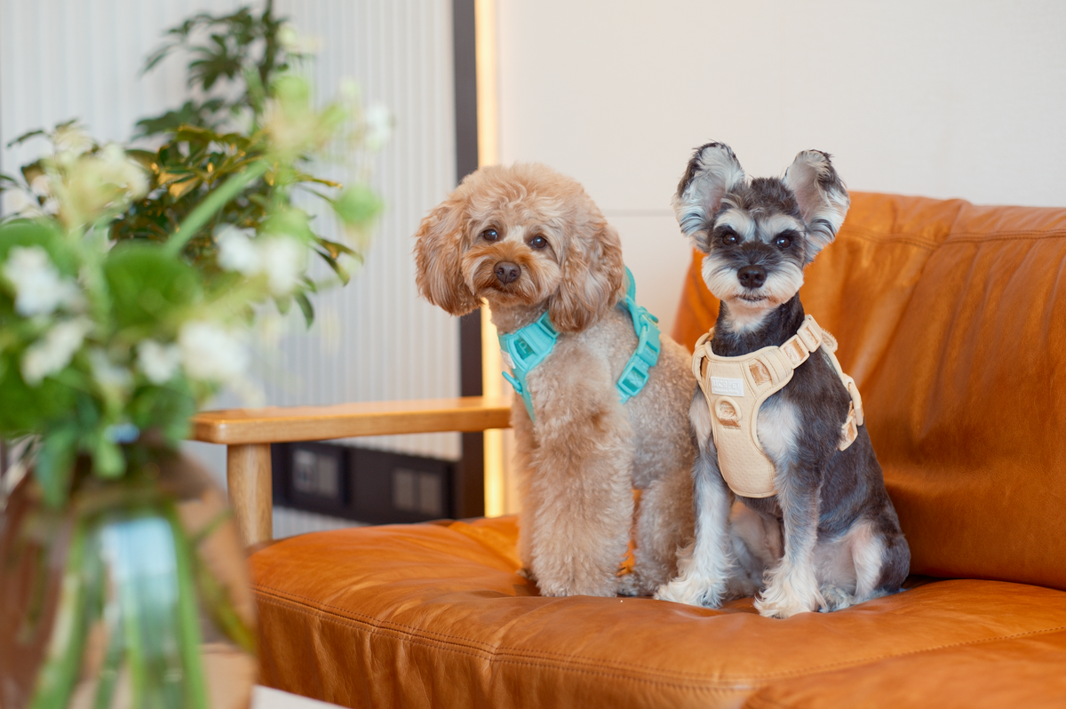 No Pull Active Pet Harness-Apricot