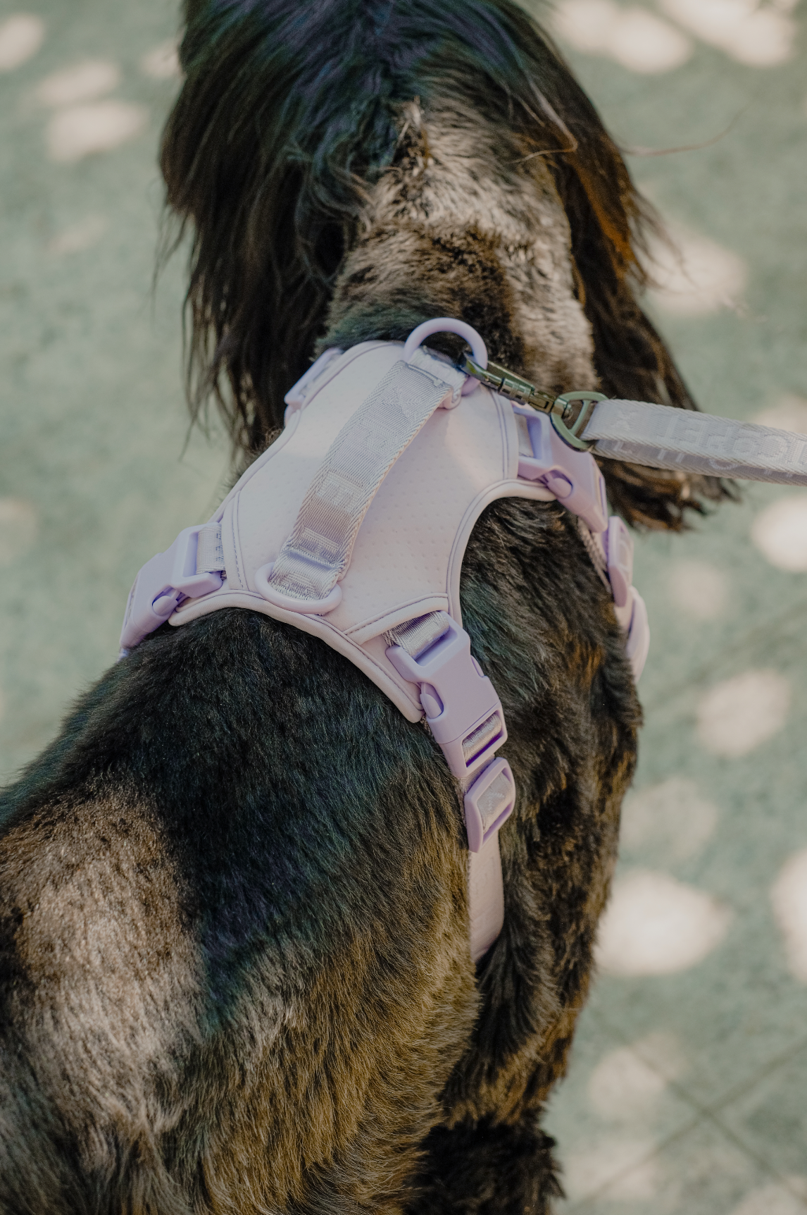 No Pull Active Pet Harness-Mint Purple