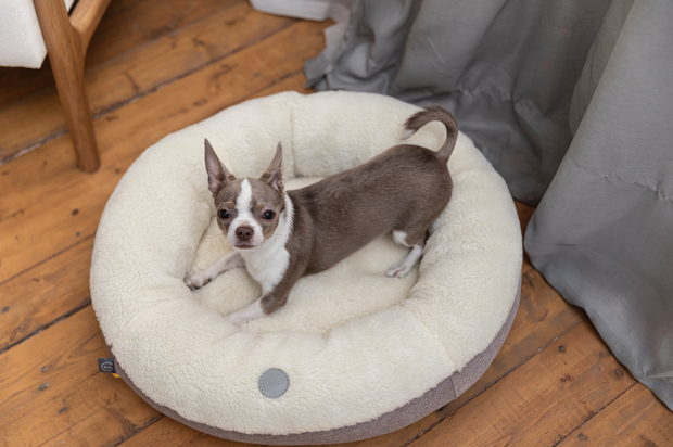 Small dog on a round donut bed in a room with wooden flooring.