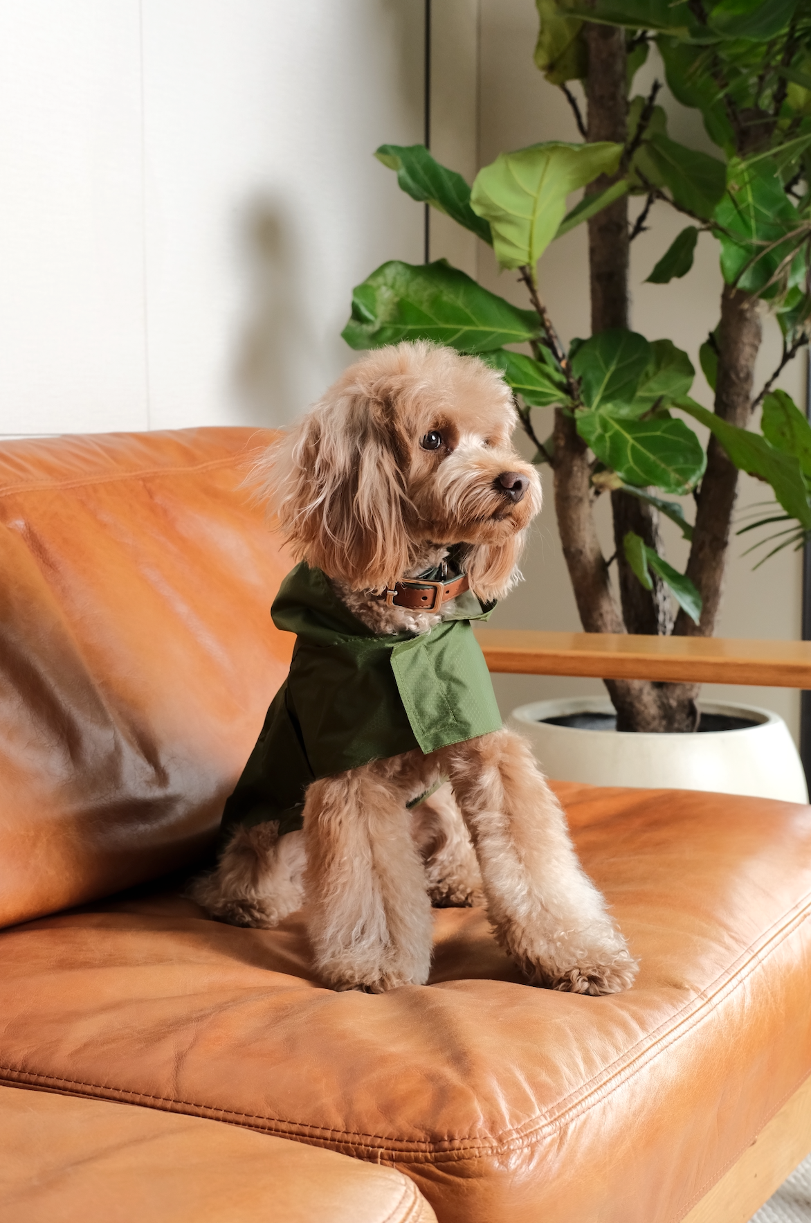 Capsule Raincoat-Green