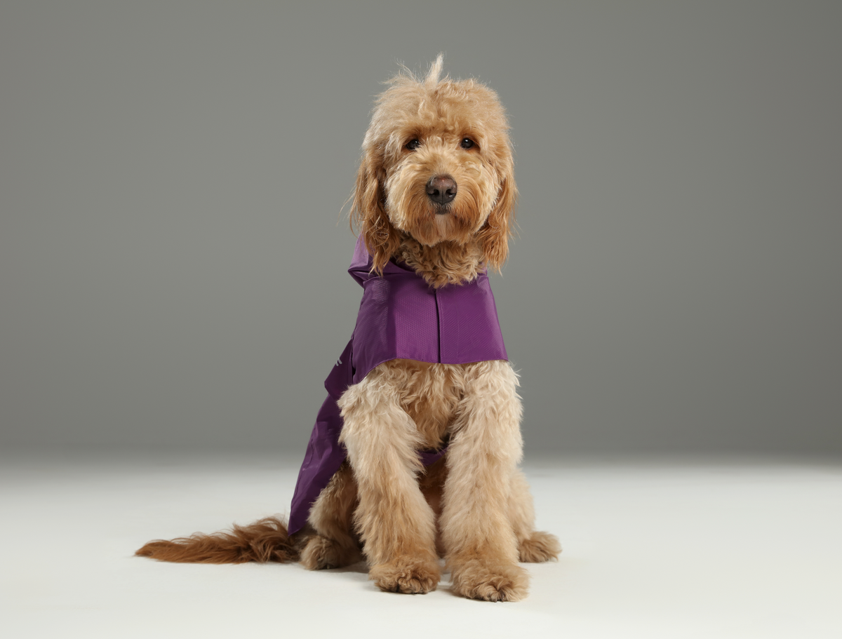 Capsule Raincoat-Purple