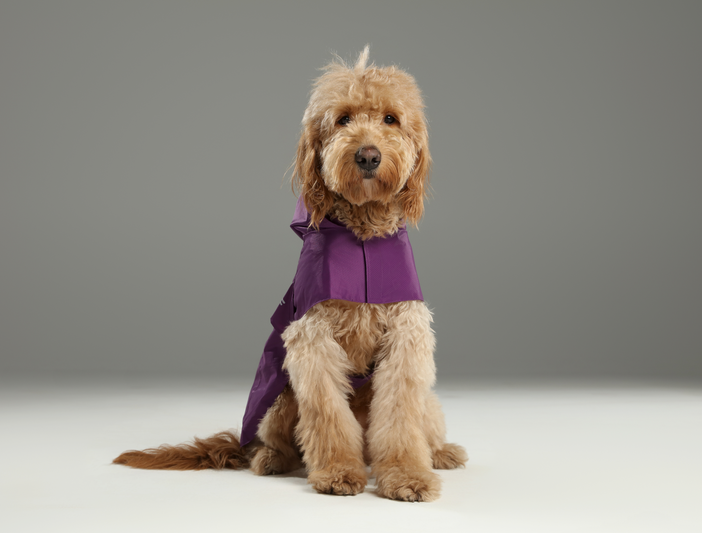 Capsule Raincoat-Purple