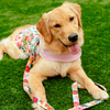 Heads or Tails Pup Floral Burst Cherry Blossom Pink Dog Harness