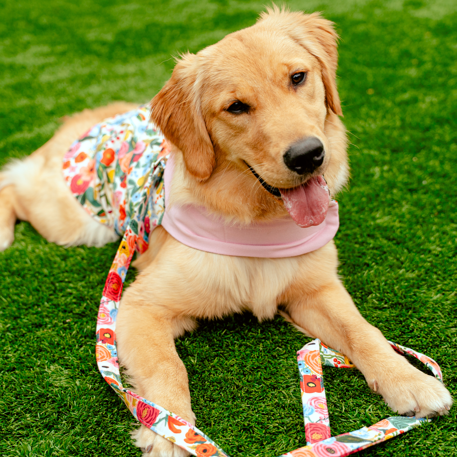 Heads or Tails Pup Floral Burst Cherry Blossom Pink Dog Harness