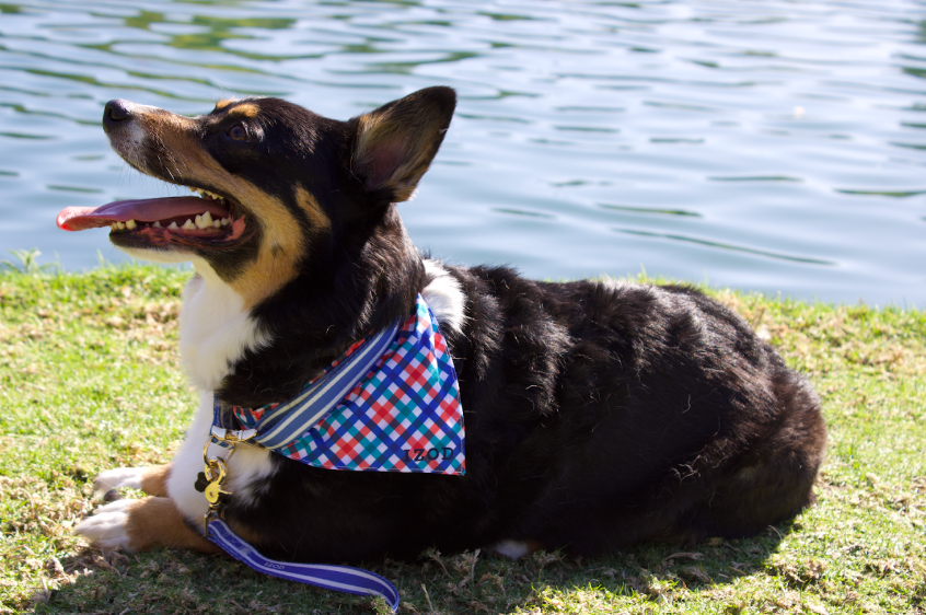Izod Pet - Bandana