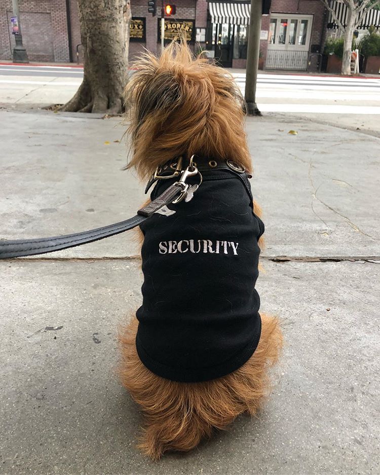 Parisian Pet Security Embroidered Dog T-Shirt-Black