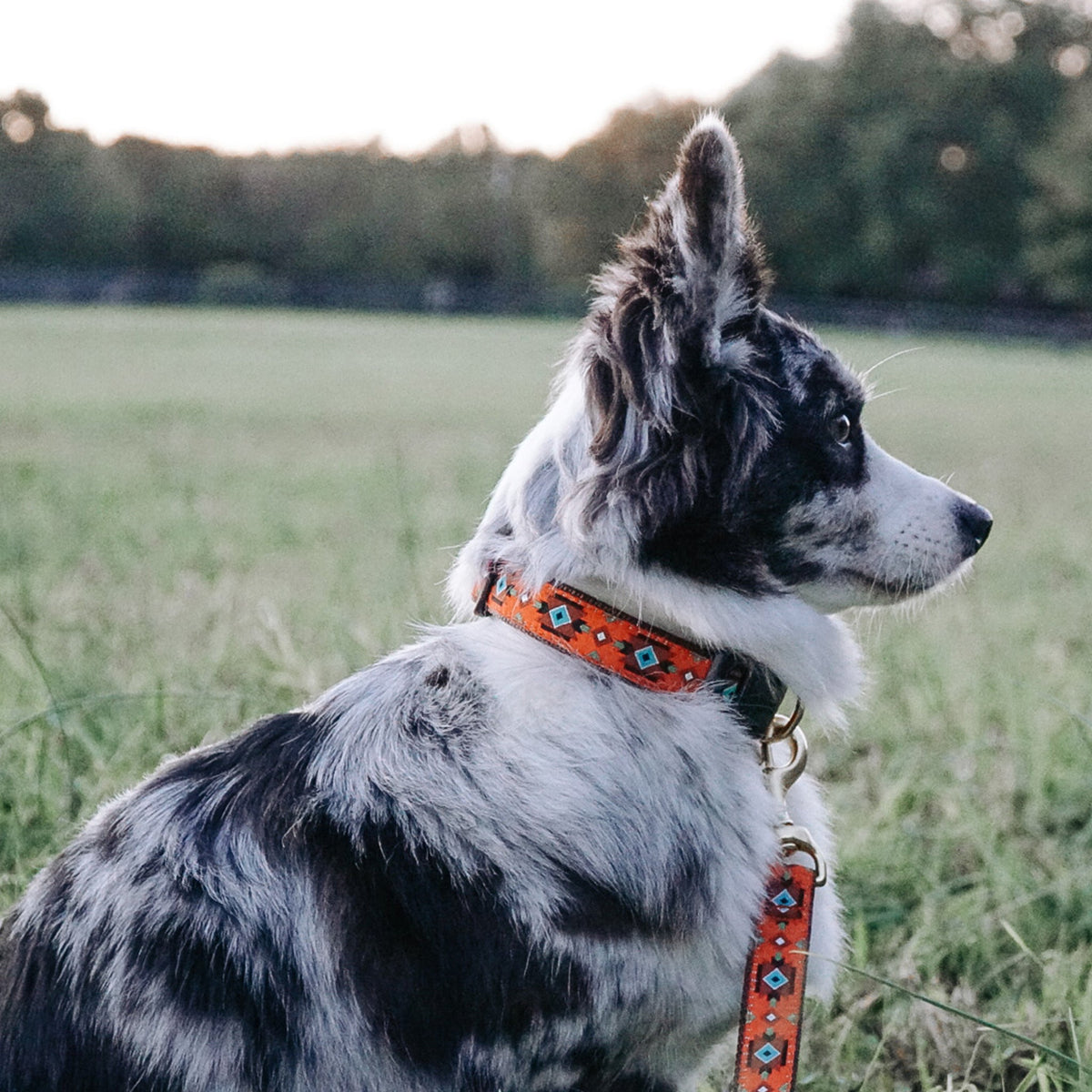 Sedona Dog Collar
