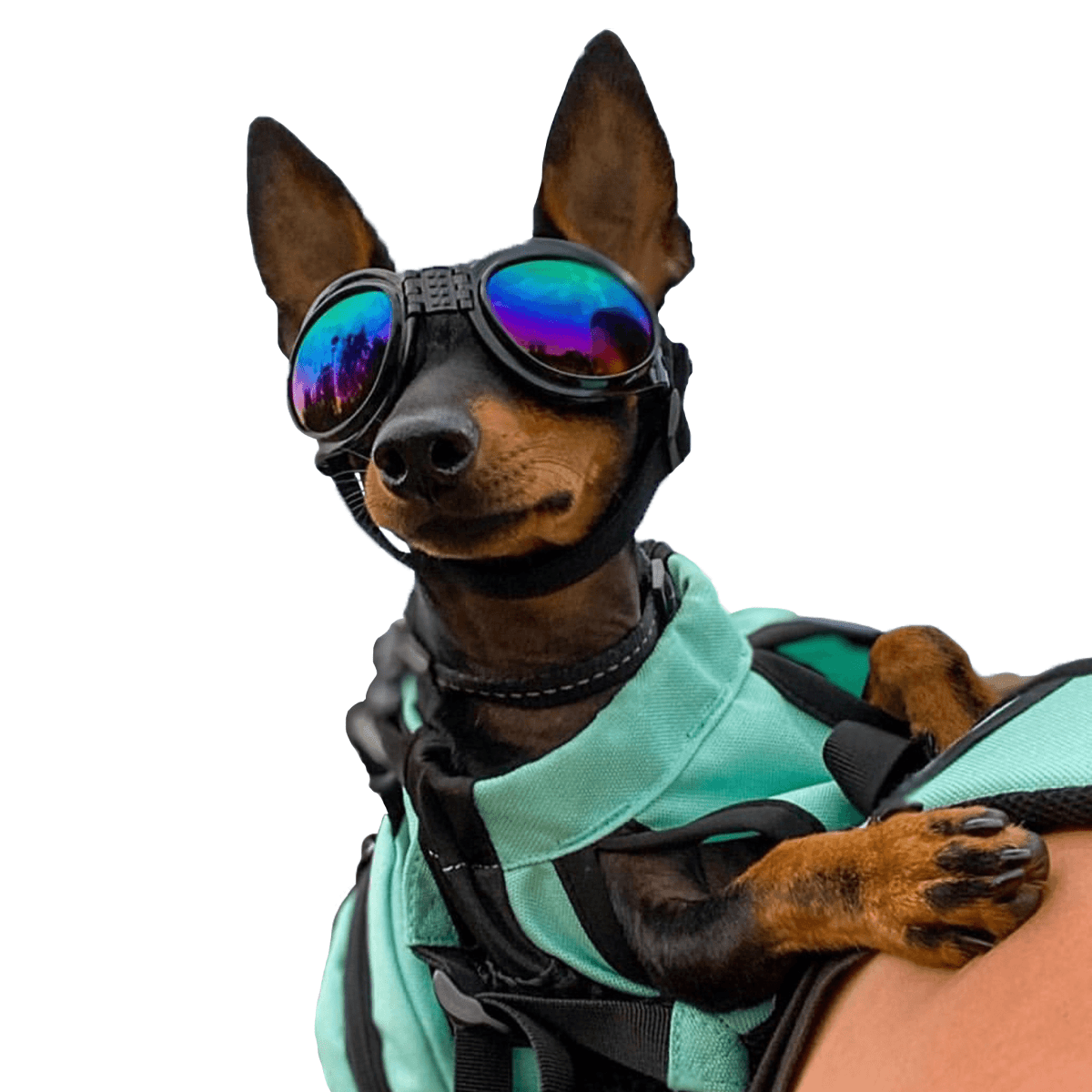 K9 Sport Shades - Dog Goggles | HT Animal Supply
