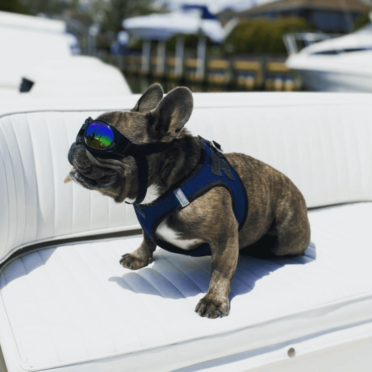 K9 Sport Shades - Dog Goggles | HT Animal Supply