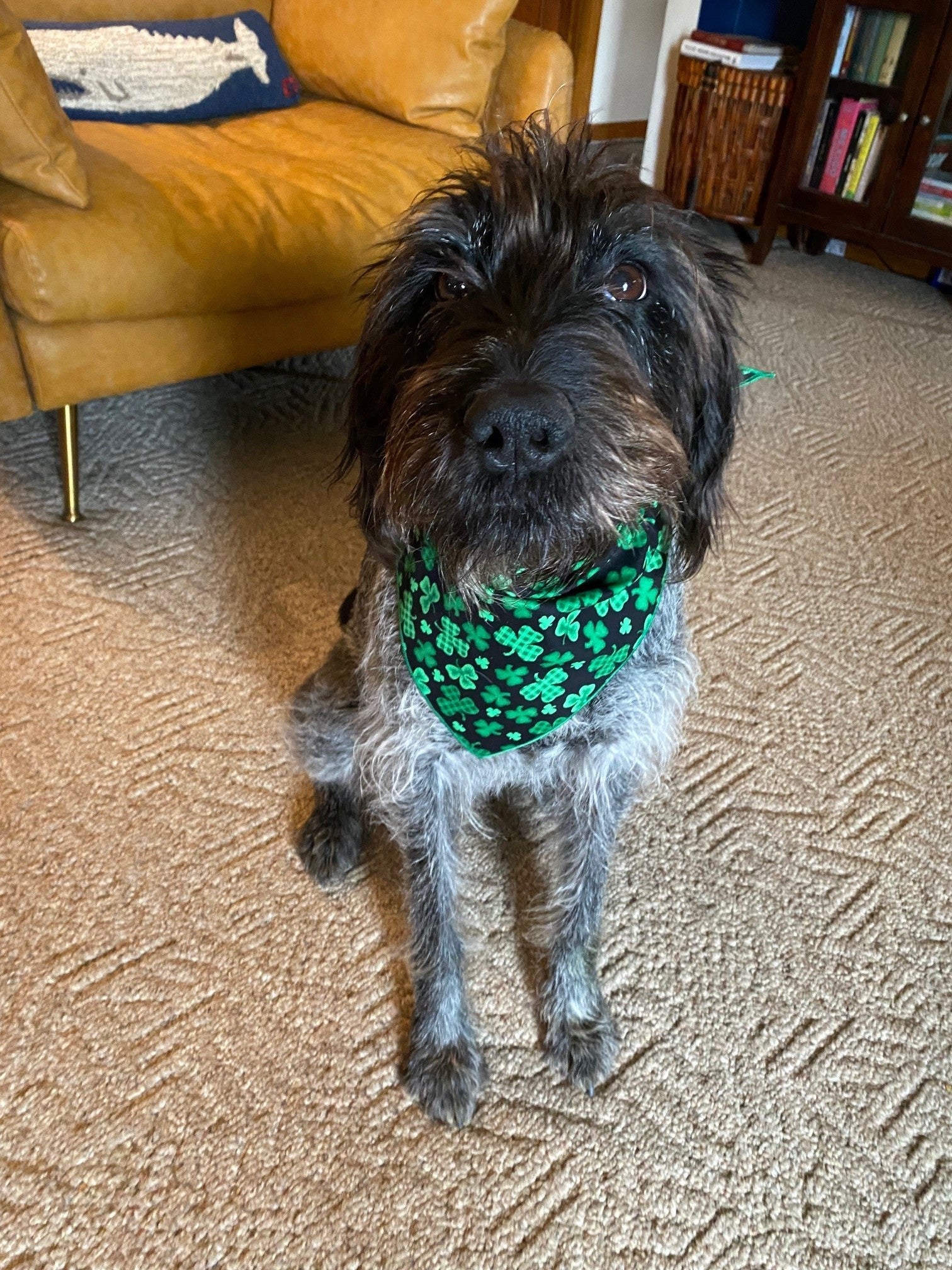Shamrock St Patricks Bandana