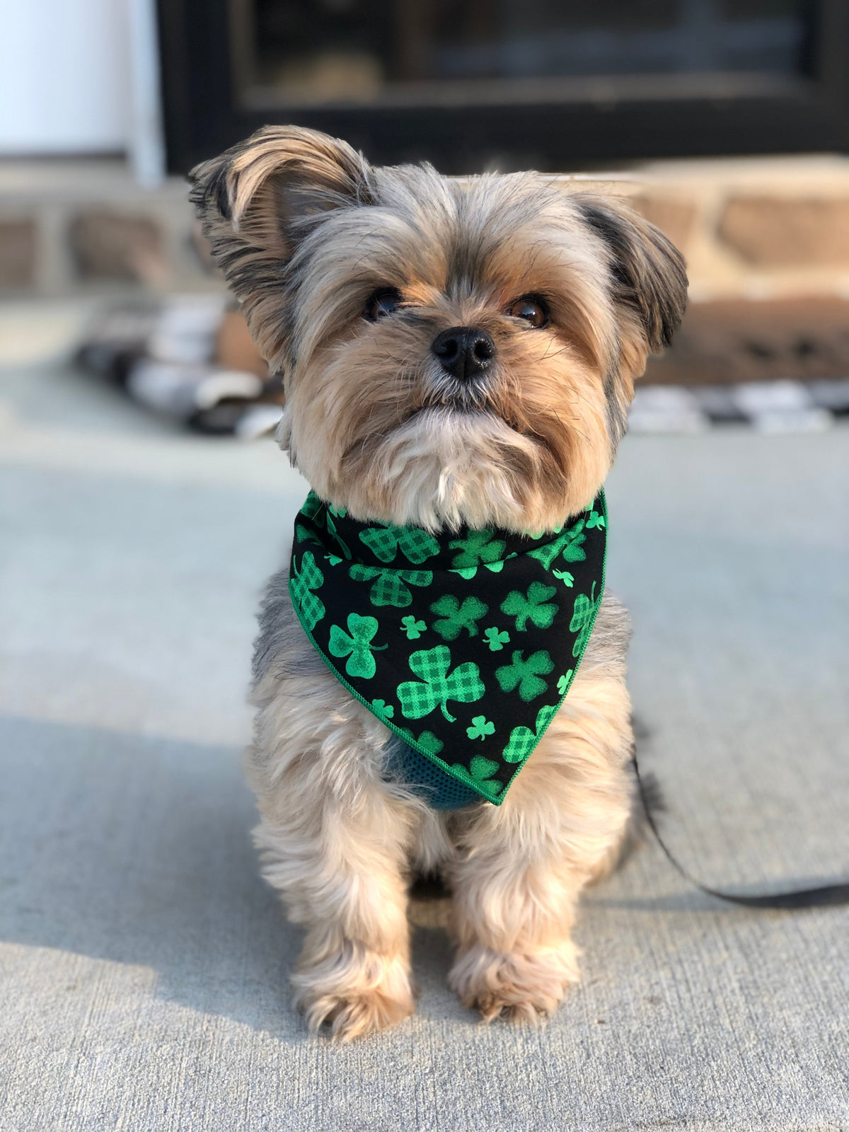 Shamrock St Patricks Bandana