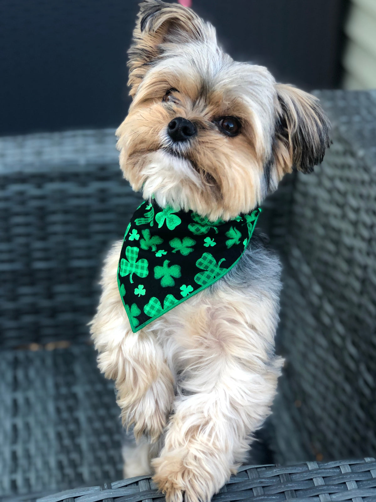Shamrock St Patricks Bandana
