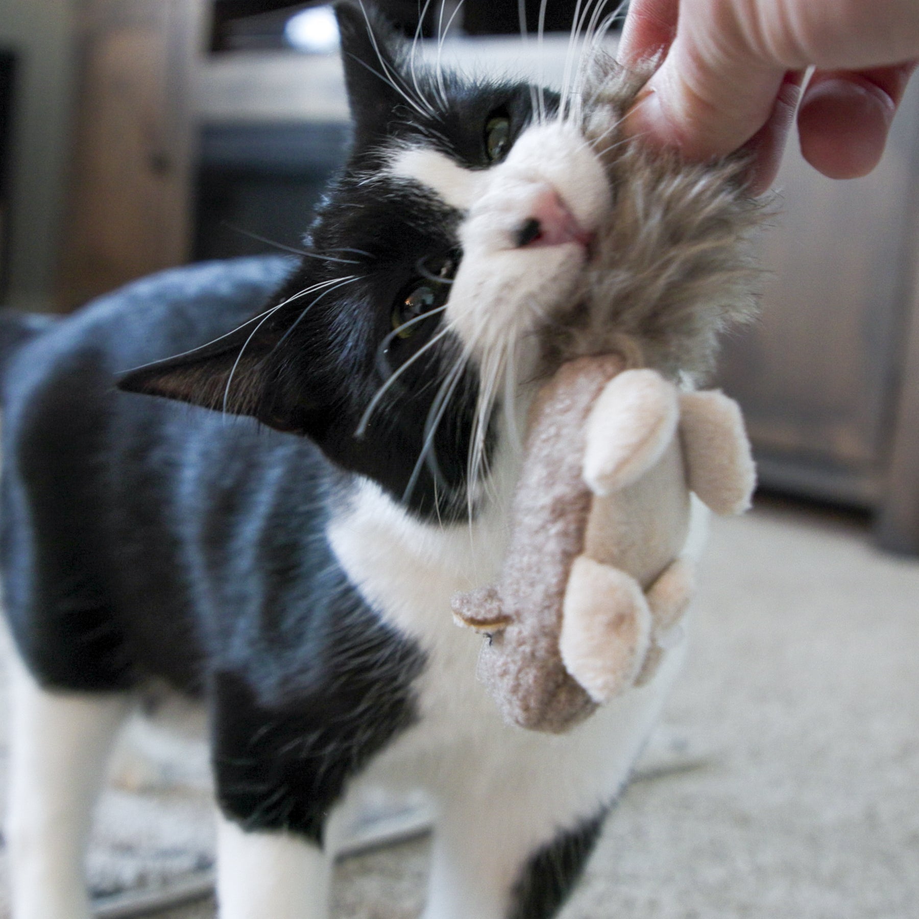 HuggleKats Wee Fellar Squirrelie Cat Toy