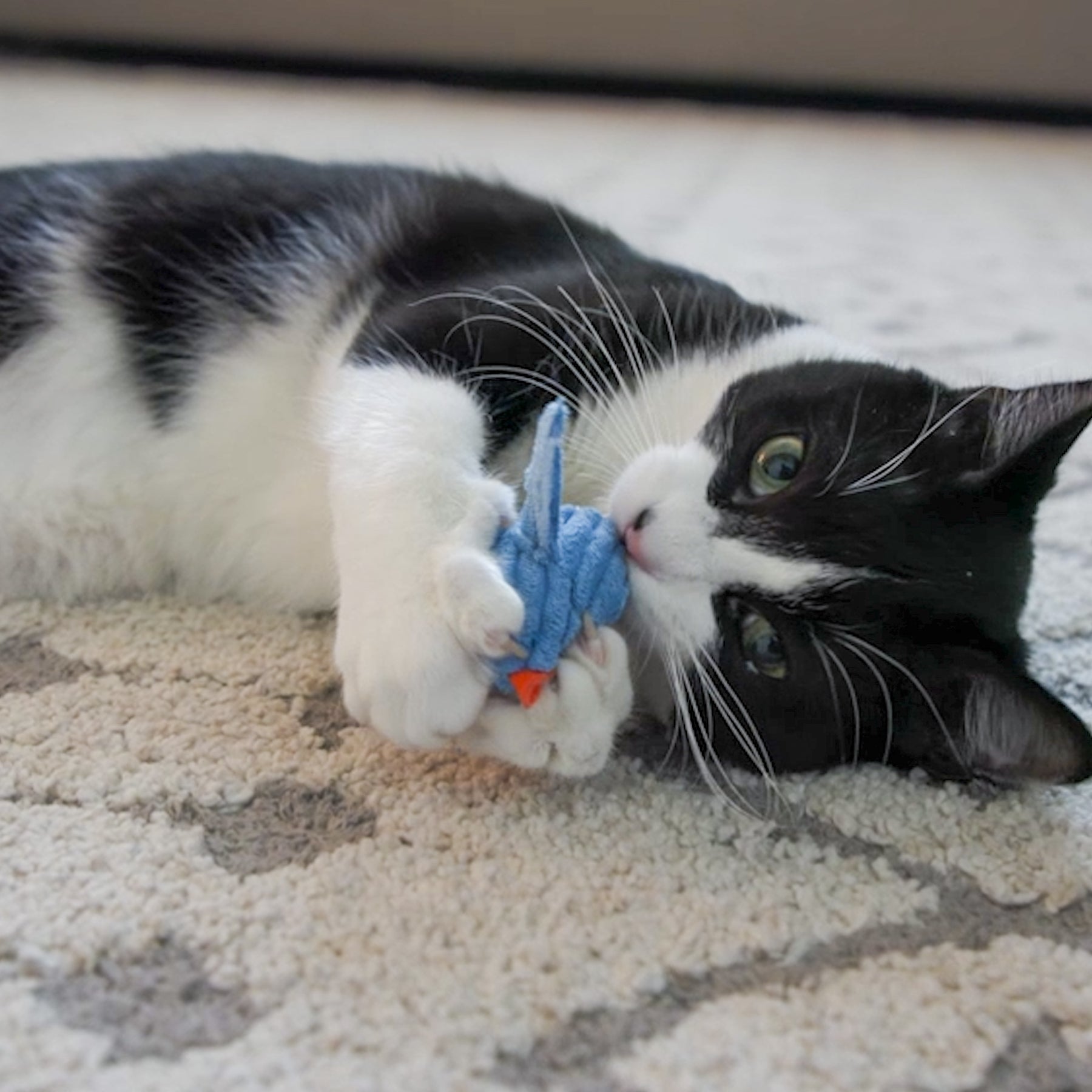 HuggleKats Chickies Cat Toys, 3 Pack