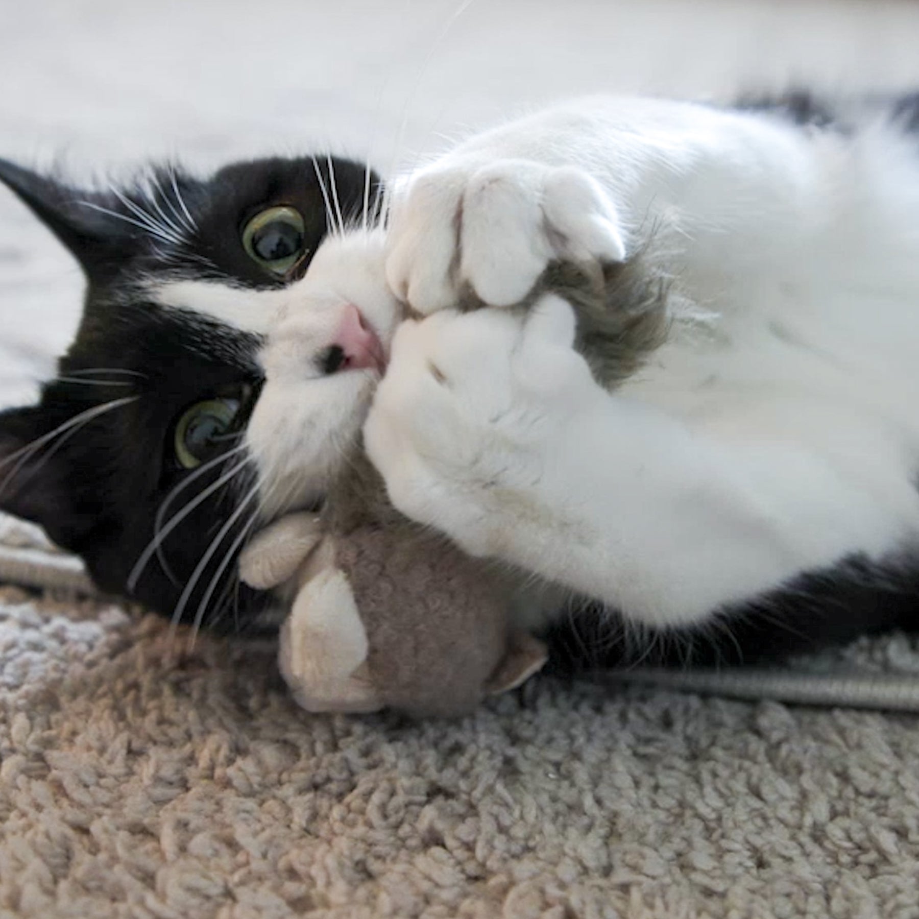 HuggleKats Wee Fellar Squirrelie Cat Toy