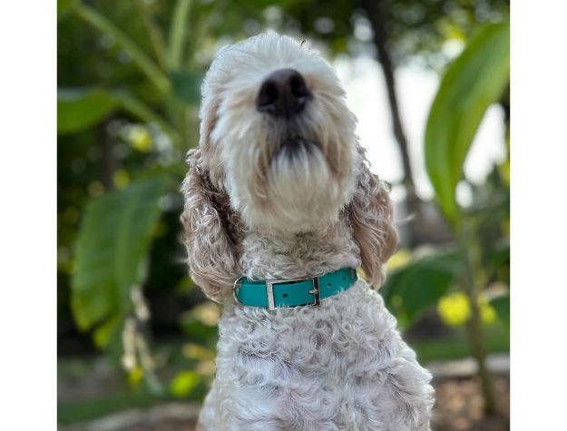 Fishtail Hand Braided Dog Collar in Teal & Cream
